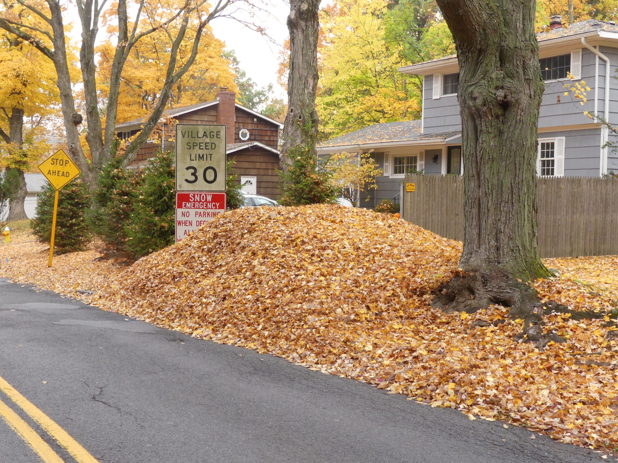 When leaves are left by the roadside for the town or village to collect, they often go into municipal composting operations. This very small property could never process the amount of leaves from several old maple trees, but what a shame to lose them.