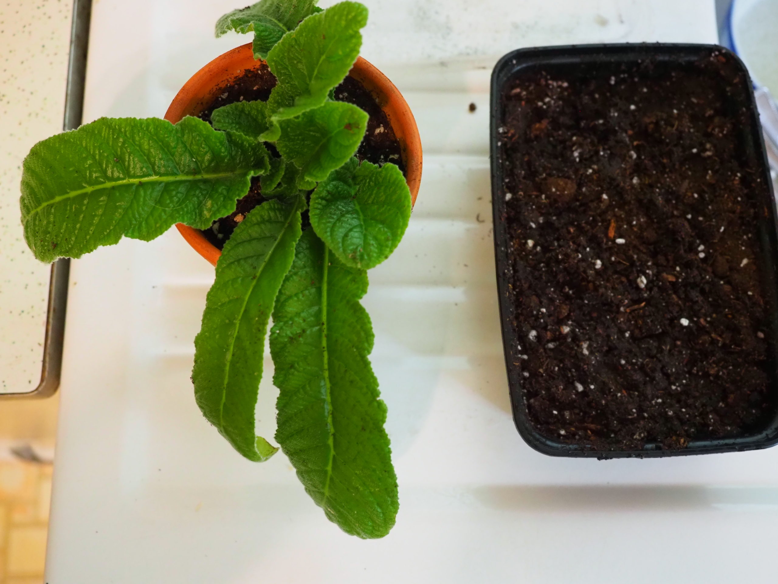 A young Streptocarpus plant on the left. Note the midrib running the length of the leaves. On the right is a take-out food container that will serve as a mini-greenhouse with its clear cover.