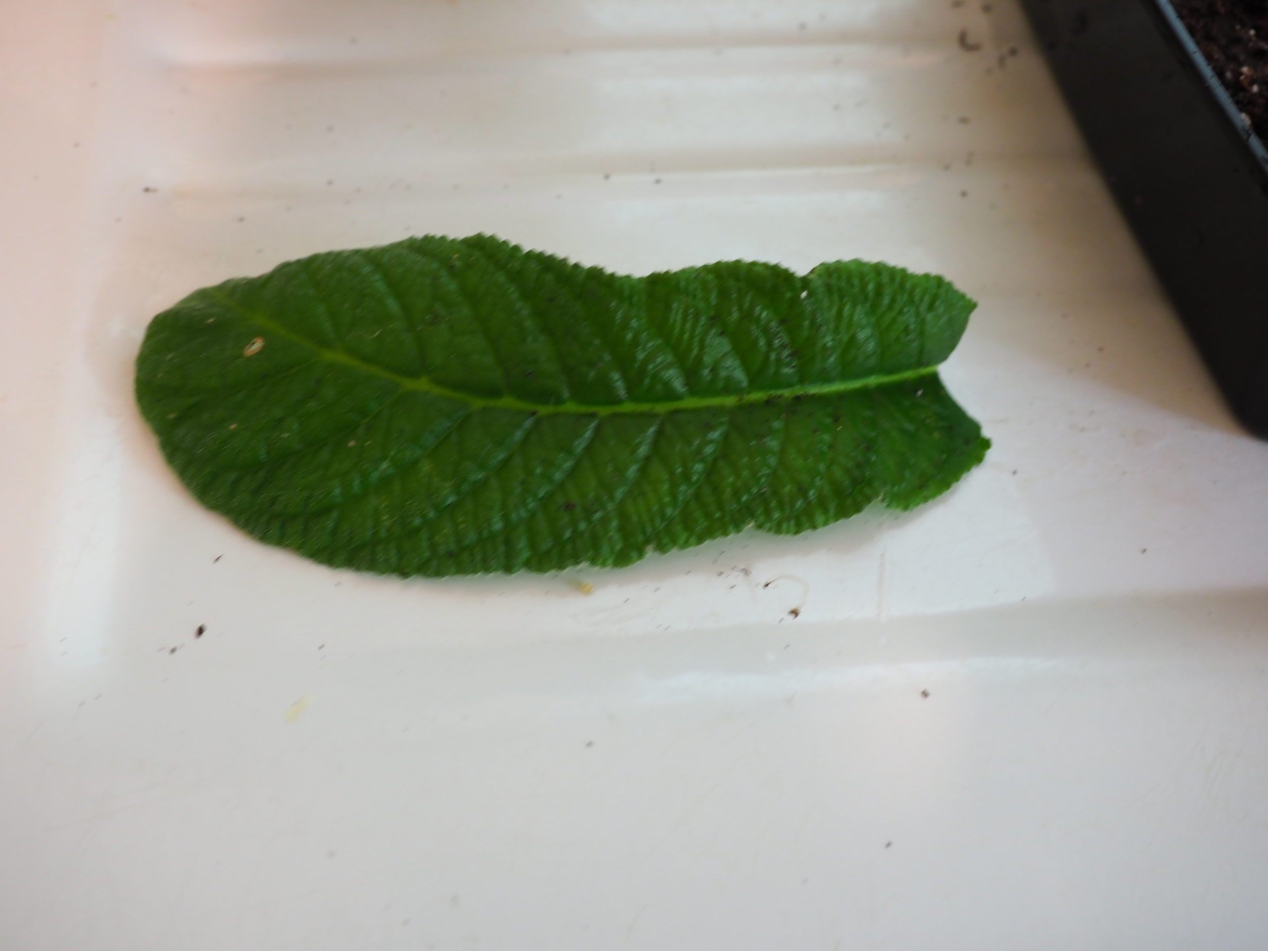 This strep leaf has been removed from the parent by cutting at the center of the rosette to remove the single leaf.