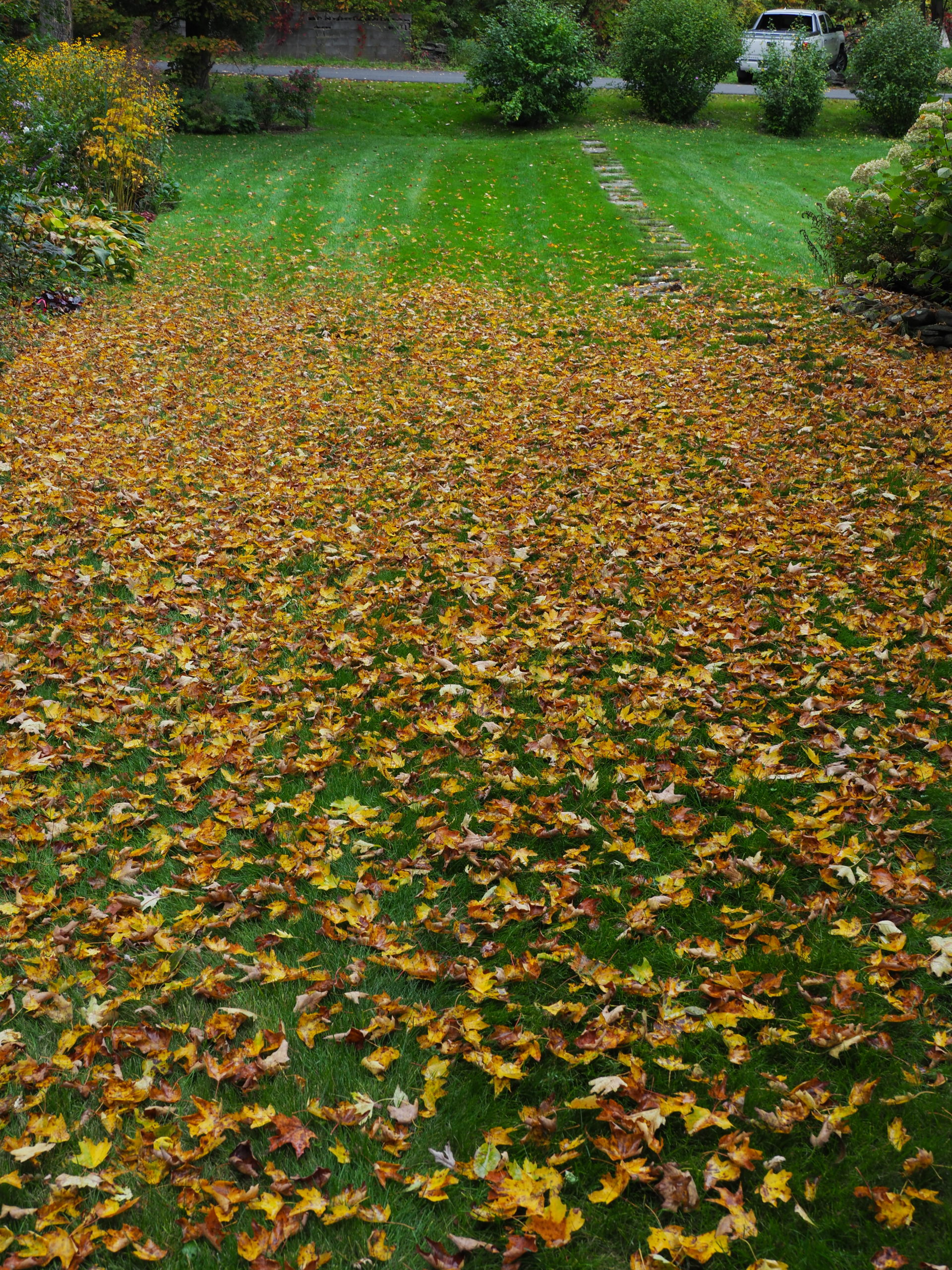 These maple leaves fall straight down from the maple above. There are probably too may for a mulching mower to handle, but if raked or blown into a pile they can easily be shredded. If left on the lawn the leaves will inevitably get wet, mat down and kill the grass.