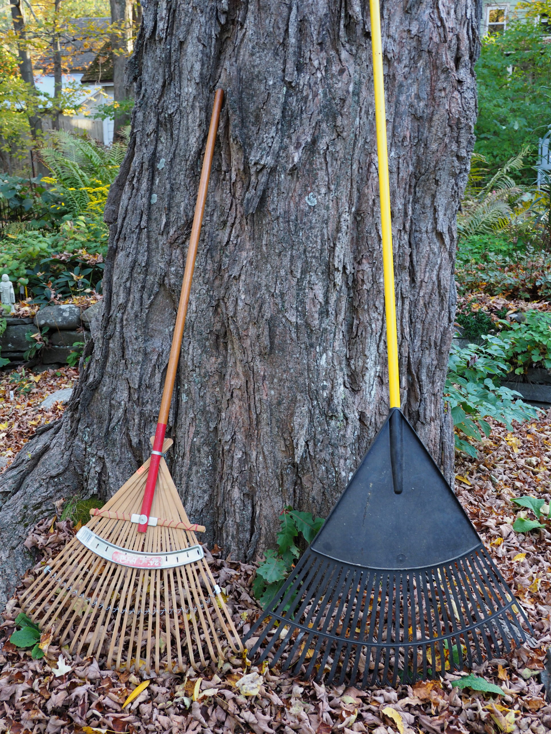 The rake on the left is a wooden tine leaf or lawn rake. The one on the right is a much wider plastic rake. Metal lawn rakes look similar to the wooden one but tend to be heavier. Remember, the wider the rake, the more weight you have to pull when raking the leaves.