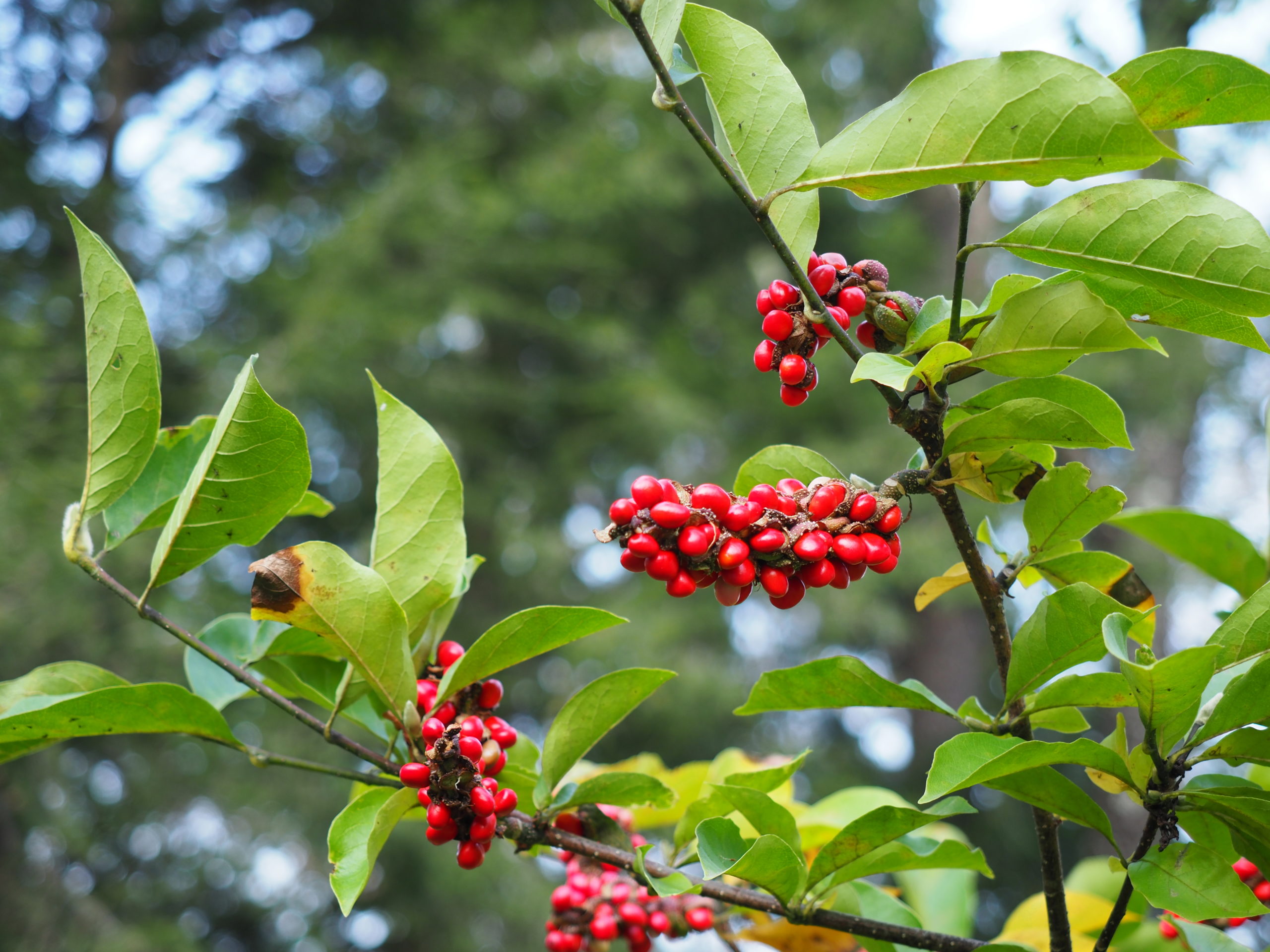 This tree flowered in May and set fruit during the summer, and now the fruit have ripened to a vibrant red offering contrasting and attractive fall color. Ah, but what tree has fruits like these?