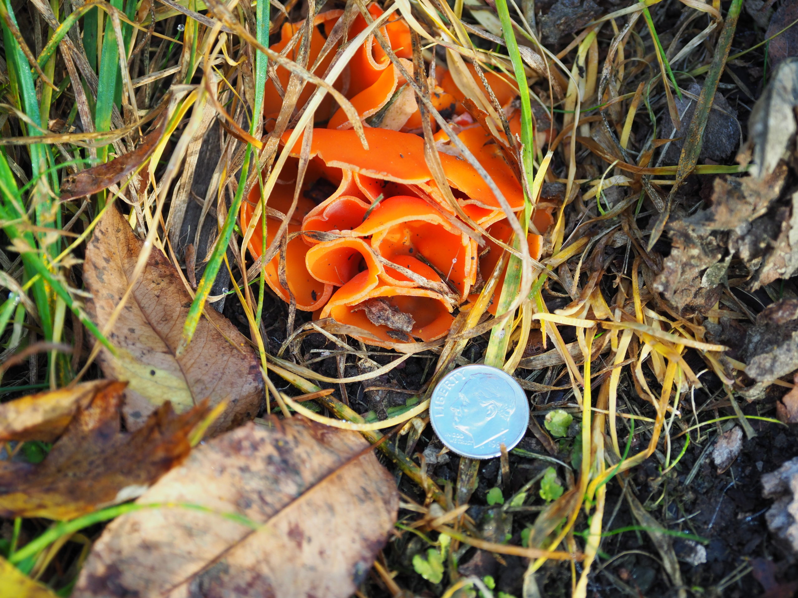 These orange peel fungi showed up around the stump of a maple tree that was removed two years ago. The harmless fungi often show up after decay of the wood scraps takes place. The dime is for size reference.