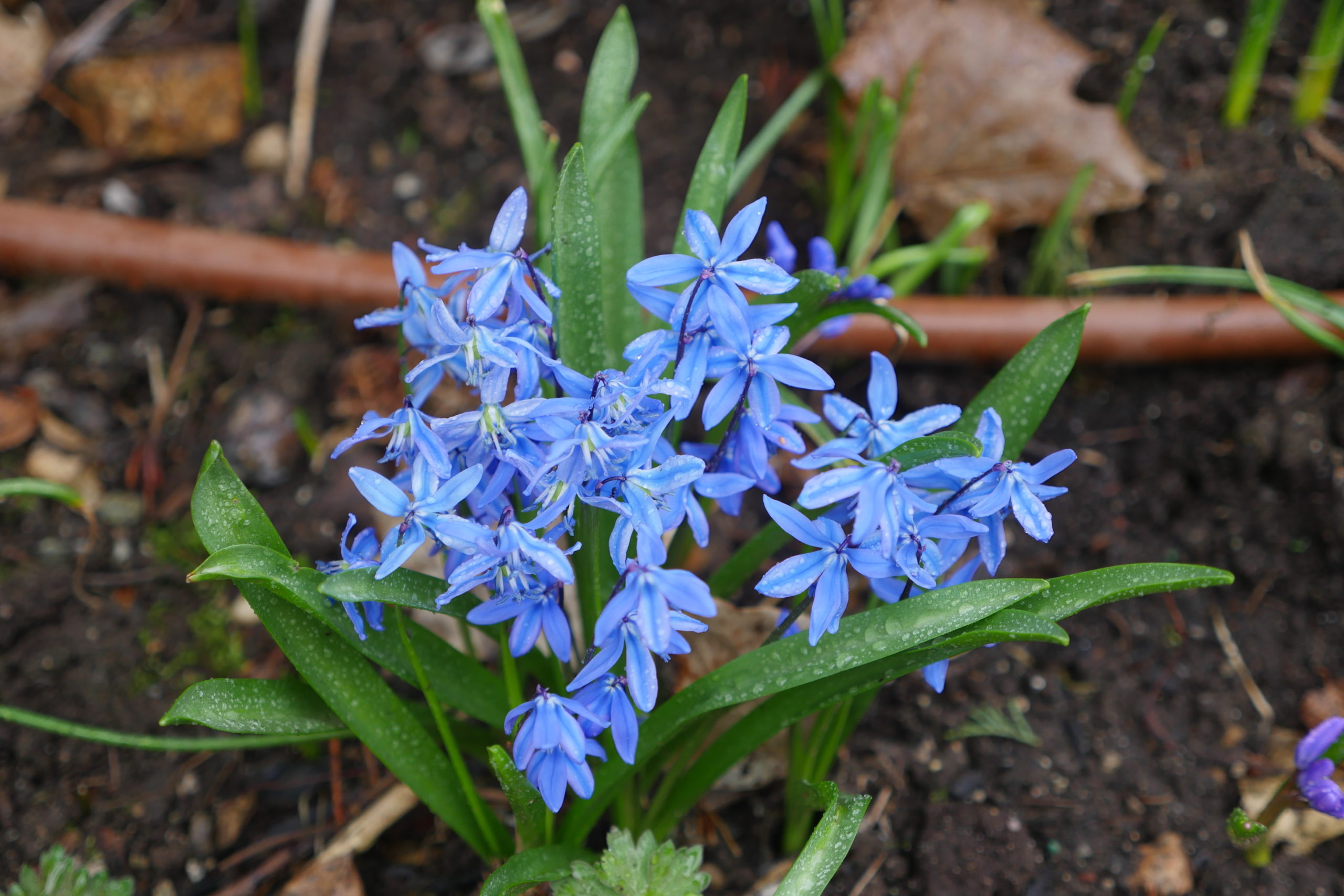 This blue variety of Chionodoxa can flower in late February in a southern exposure but usually flowers in March. It’s the blue relative of glory of the snow.