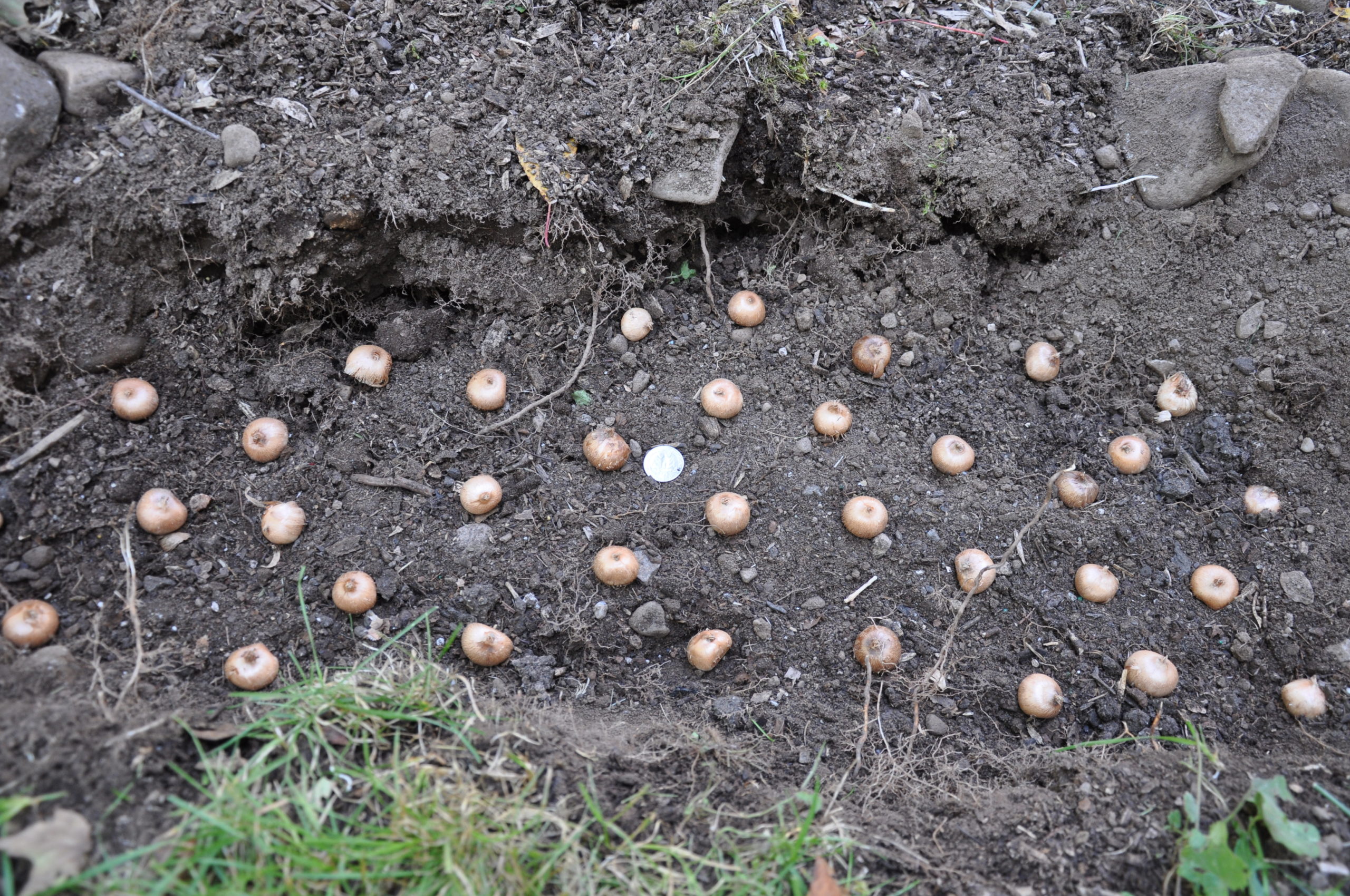 With the sod “peeled” back, the crocus bulbs are laid out. A small amount of soil can be used as backfill, then the sod is simply laid back over the bulbs.