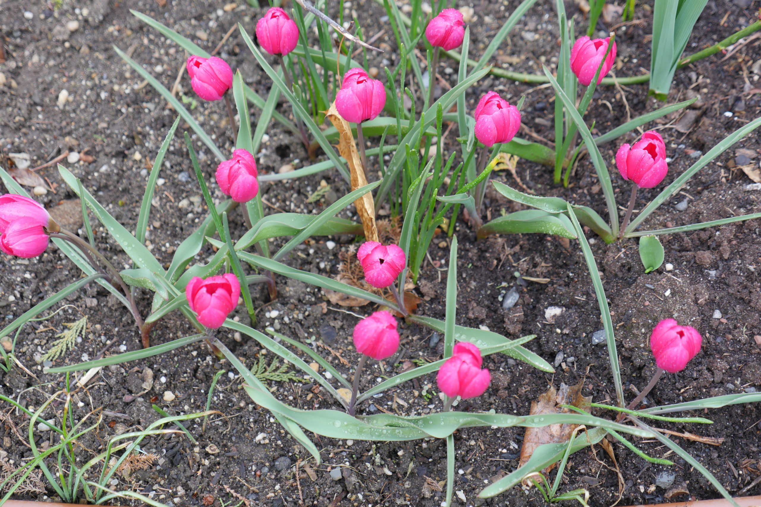 Botanical tulips, or species tulips, may not be as striking as some of the taller hybrids, but these will return year after year in naturalized plantings.