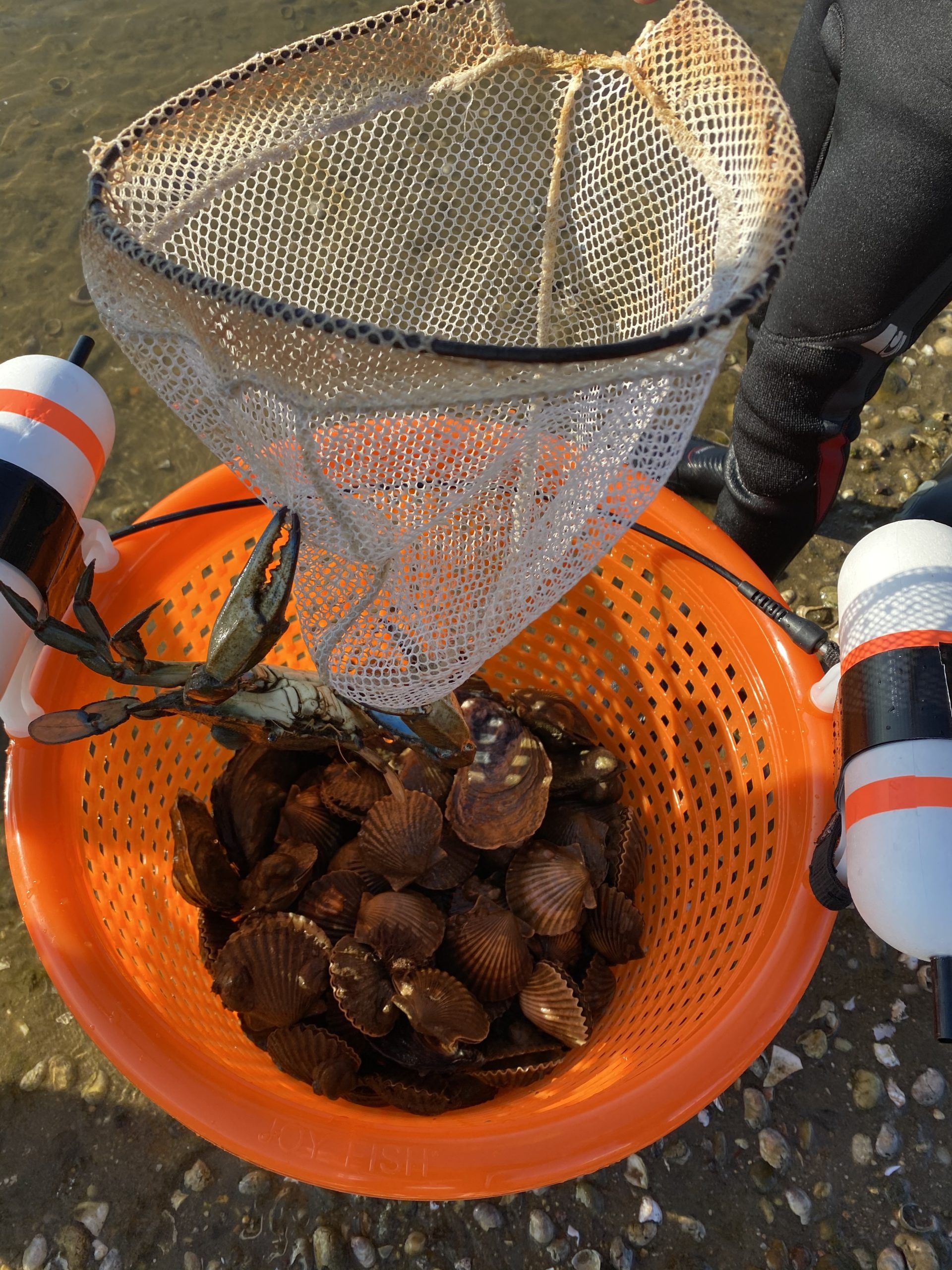 Scallopers descened on Three Mile Harbor in East Hampton on Sunday in hopes of collecting bushel baskets full of bay scallops but found precious few of the valuable shellfish. 