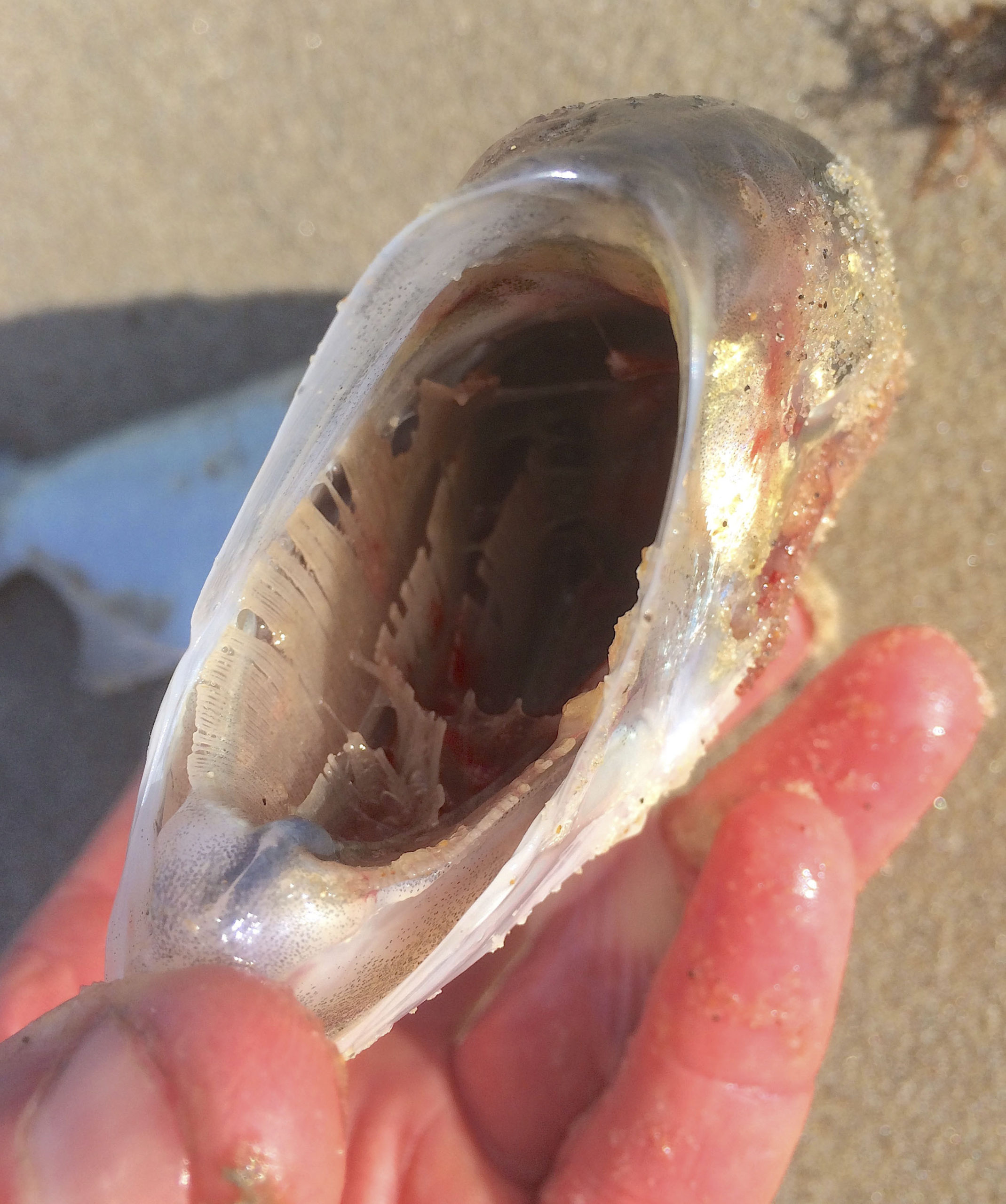 This Menhaden washed ashore at Barnes Hole beach; the other photos shows its lack of teeth and comb-like gill rakers that strain tiny food particles out of the water column.                    MIKE BOTTINI 