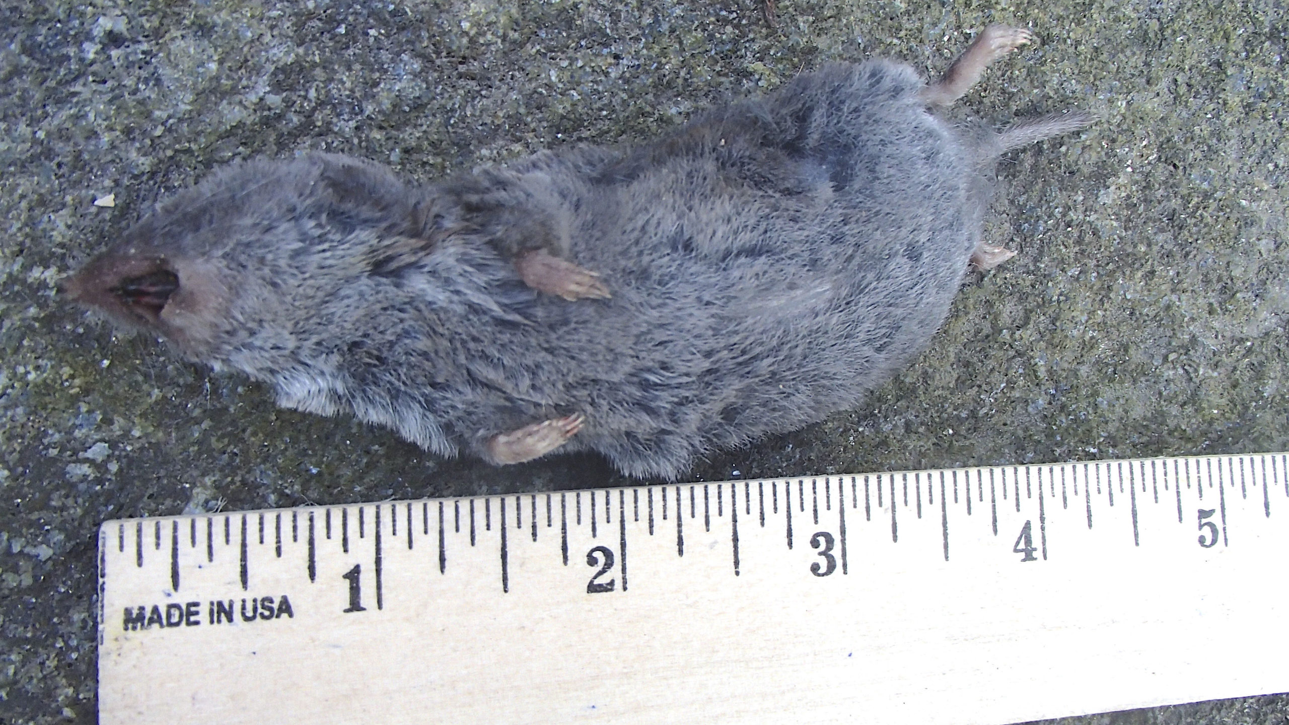 A Shorttail Shrew captured and abandoned by a Red Fox. Note the classic black-stained incisors characteristic of the shrews.     MIKE BOTTINI