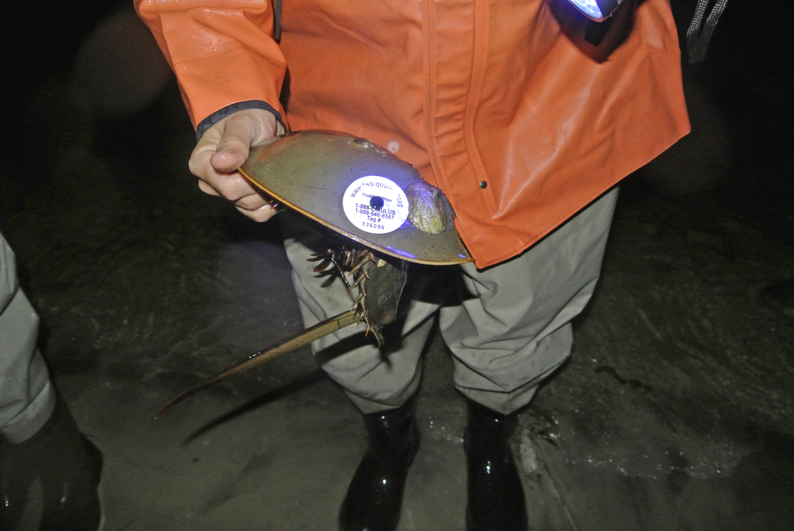 A recent Molloy College survey found that the horseshoe crab population continues to decline, and John Tanacredi, the professor leading the research, lays the blame on overharvesting of the animals. Above, scientists from the Cornell Cooperative Extension of Suffolk County and the State Department of Environmental Conservation collect data on the crabs.  EXPRESS FILE