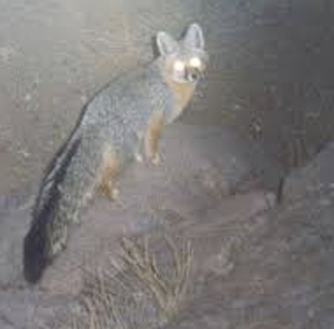 3) A Gray Fox.    USFWS PHOTO