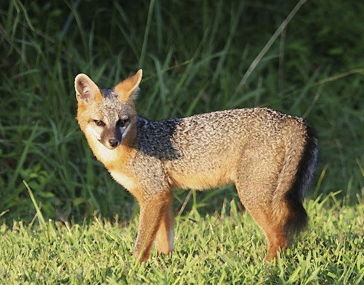 4)  A Gray Fox.        USFWS PHOTO