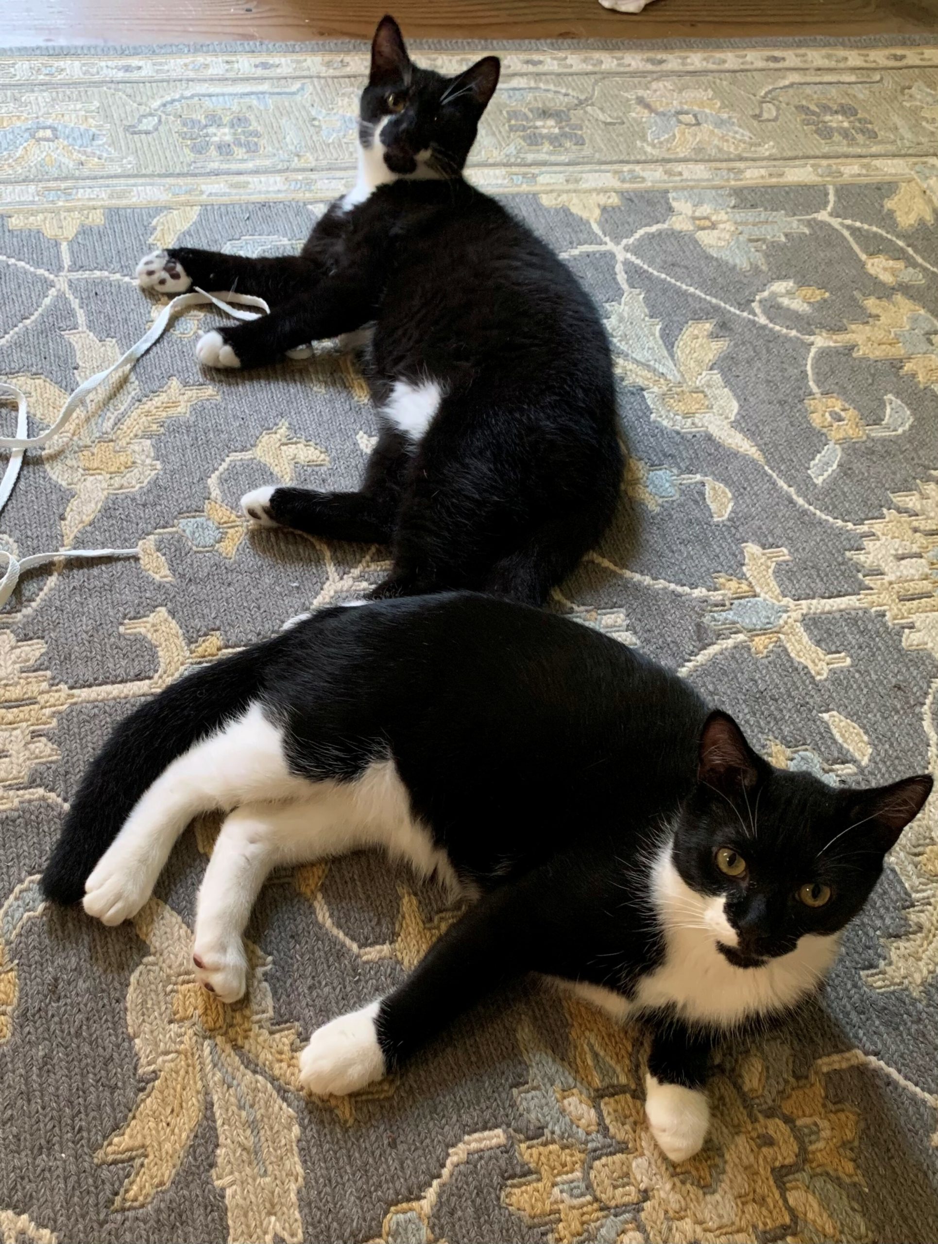 Five-month-old kittens Martin and Davis are currently living in a foster home and are available for adoption.