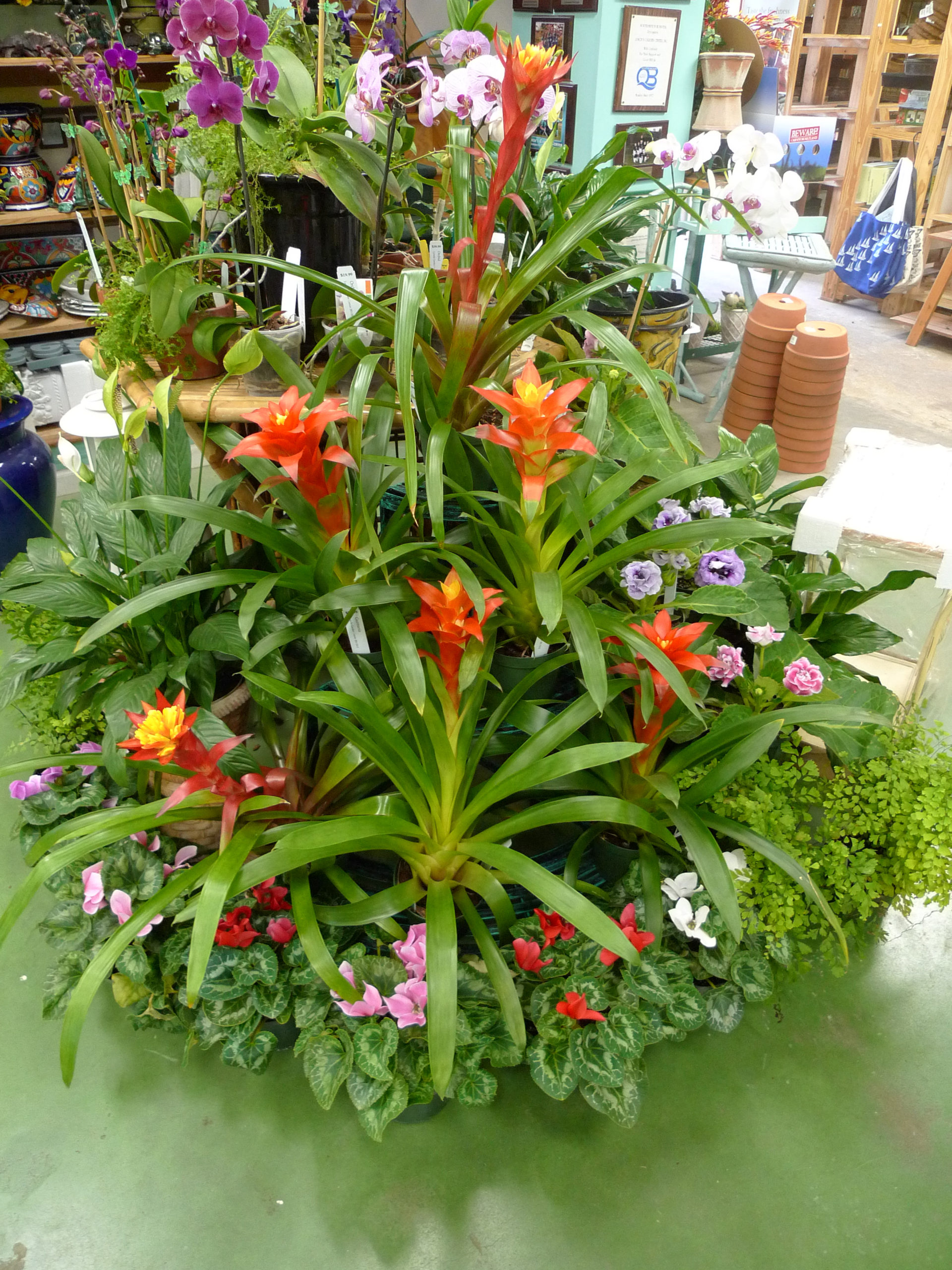 A display of several Bromeliads (center) at a Southampton garden center. These are in full bloom and the blooms will last for weeks.
