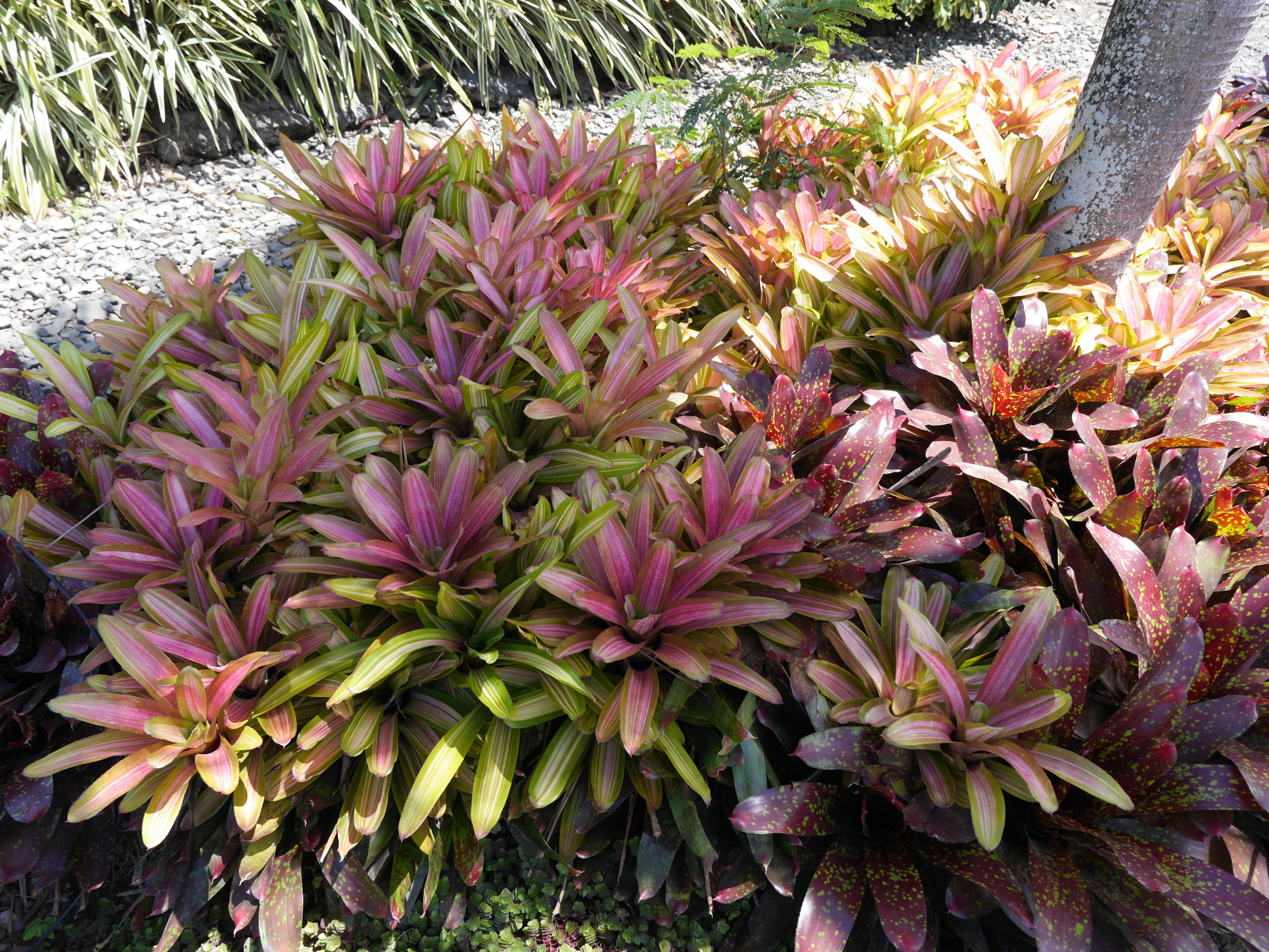 Often used in tropical landscapes and indoor plantscapes, these Bromeliads are showing their colorful foliage bracts but they are not in flower. Even at this stage, they still make attractive houseplants that are very easy to grow.