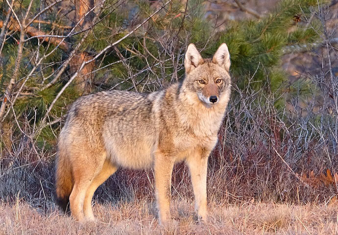 5) An Eastern Coyote in its winter coat.    USFWS PHOTO
