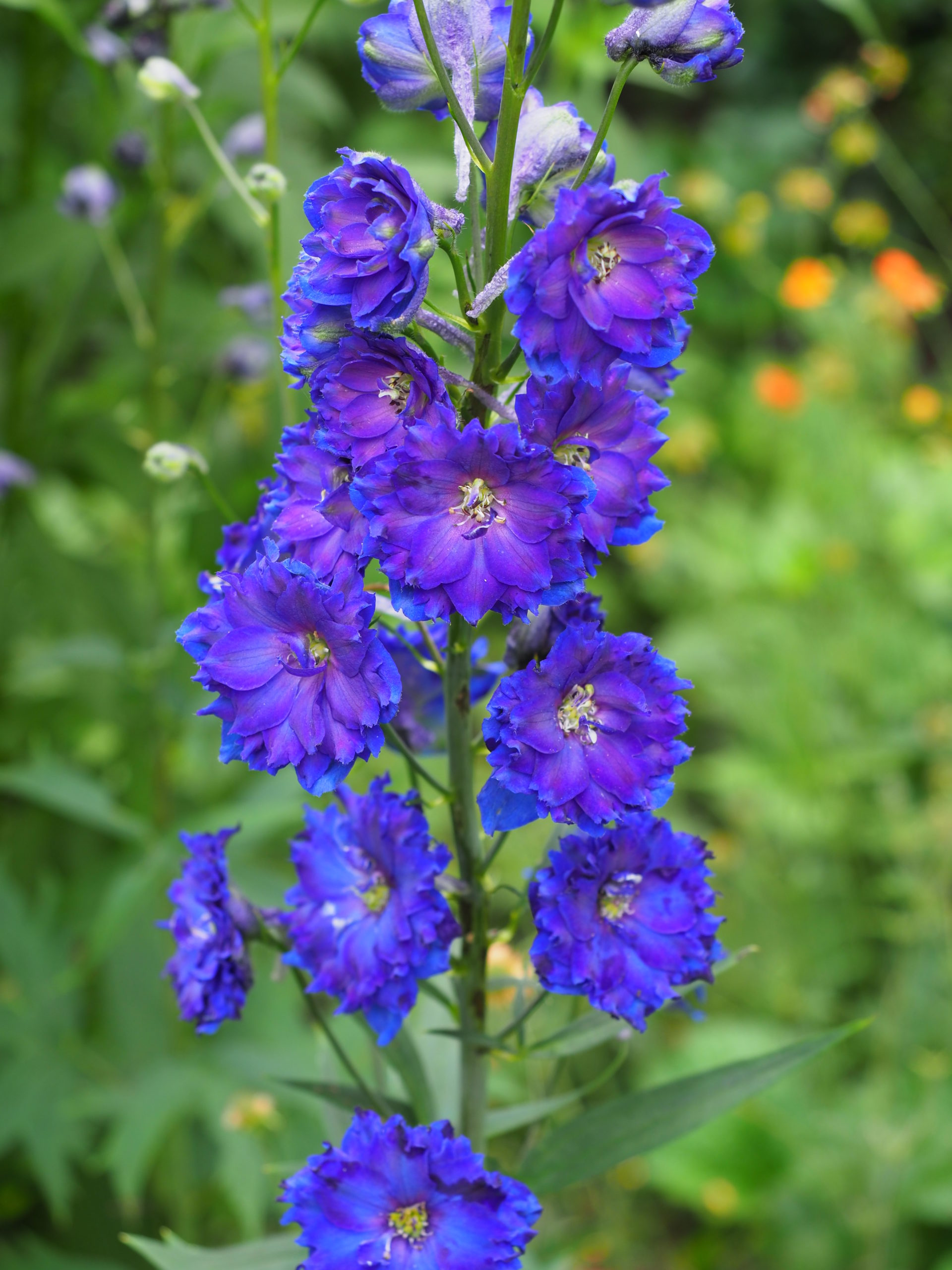 A Dowdeswell Purple Pagan delphinium was a summer surprise that I certainly gave thanks for in my 2020 garden. It flowered the first year from seed.