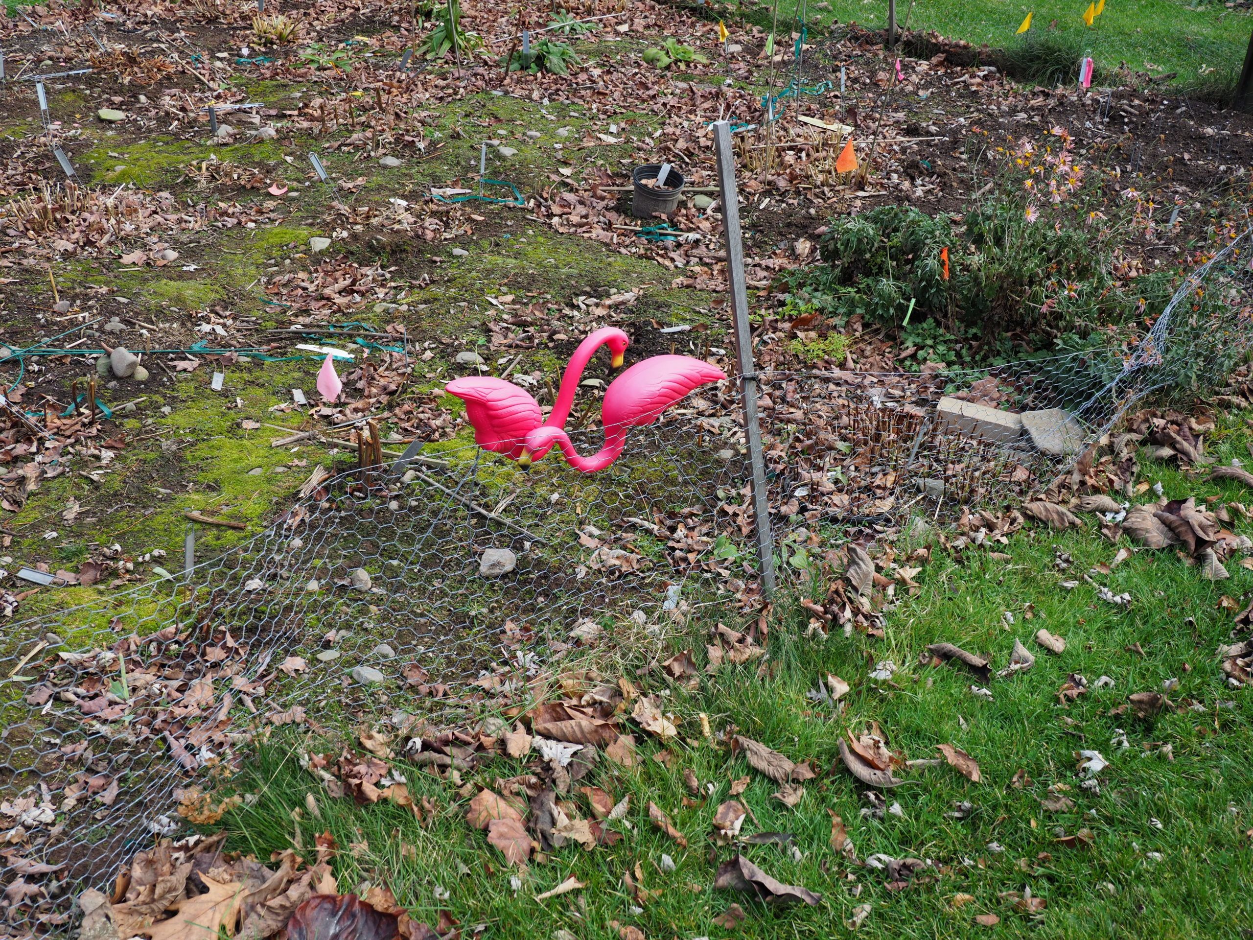 And now at the end of the gardening season, it’s time to bid the garden Flamingos a fond farewell and migrate them from the trial garden to the barn for the winter.