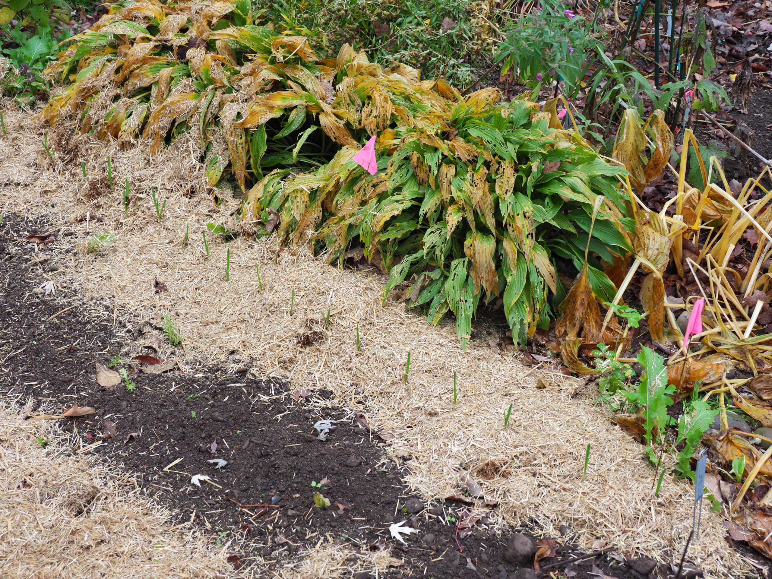 A row of garlic planted on October 10 showed signs of sprouting after a warm spell. With freezing temps weeks later, a light mulch was added. Two weeks later, before the latest freeze, 2 inches of maple leaves were added.