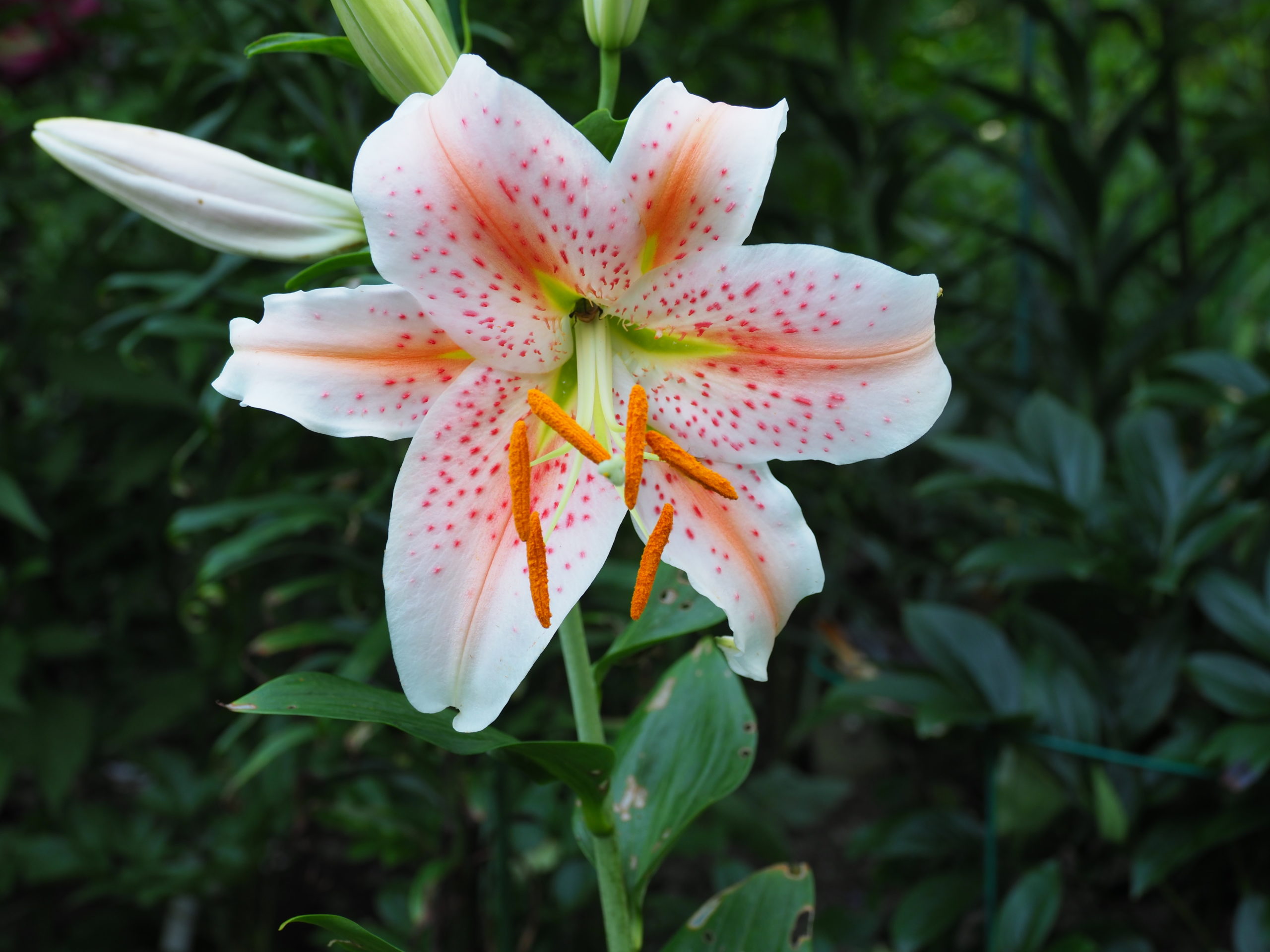 One of many dozens of hybrid lilies in last summer’s garden that excited my visual and olfactory senses that I give thanks for.