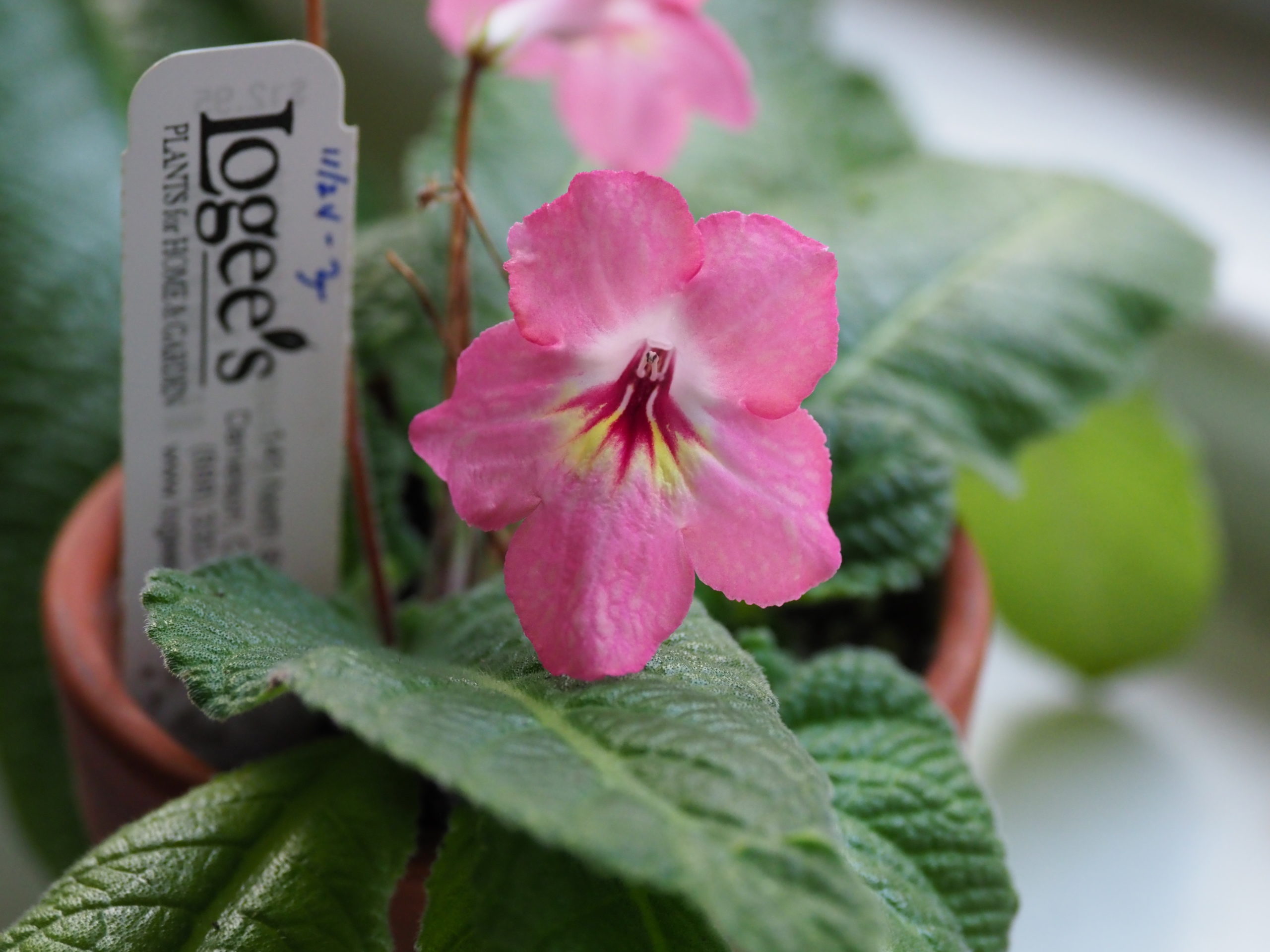 Logee’s Greenhouses is a great place to get a gift card and a gift. This Streptocarpus (Cape primrose) Salmon Sunset was a gift to myself last year. Logee’s has plants you just won’t find at local garden centers.