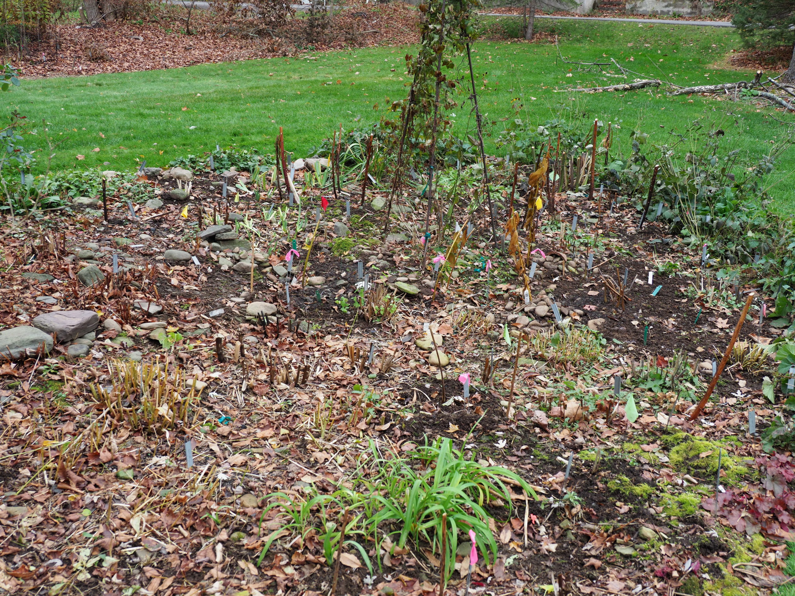 This portion of a perennial island bed has been cleaned of debris and is nearly ready for winter. Once the soil is very cold, or even better, frozen, a winter mulch can be added, but not before.