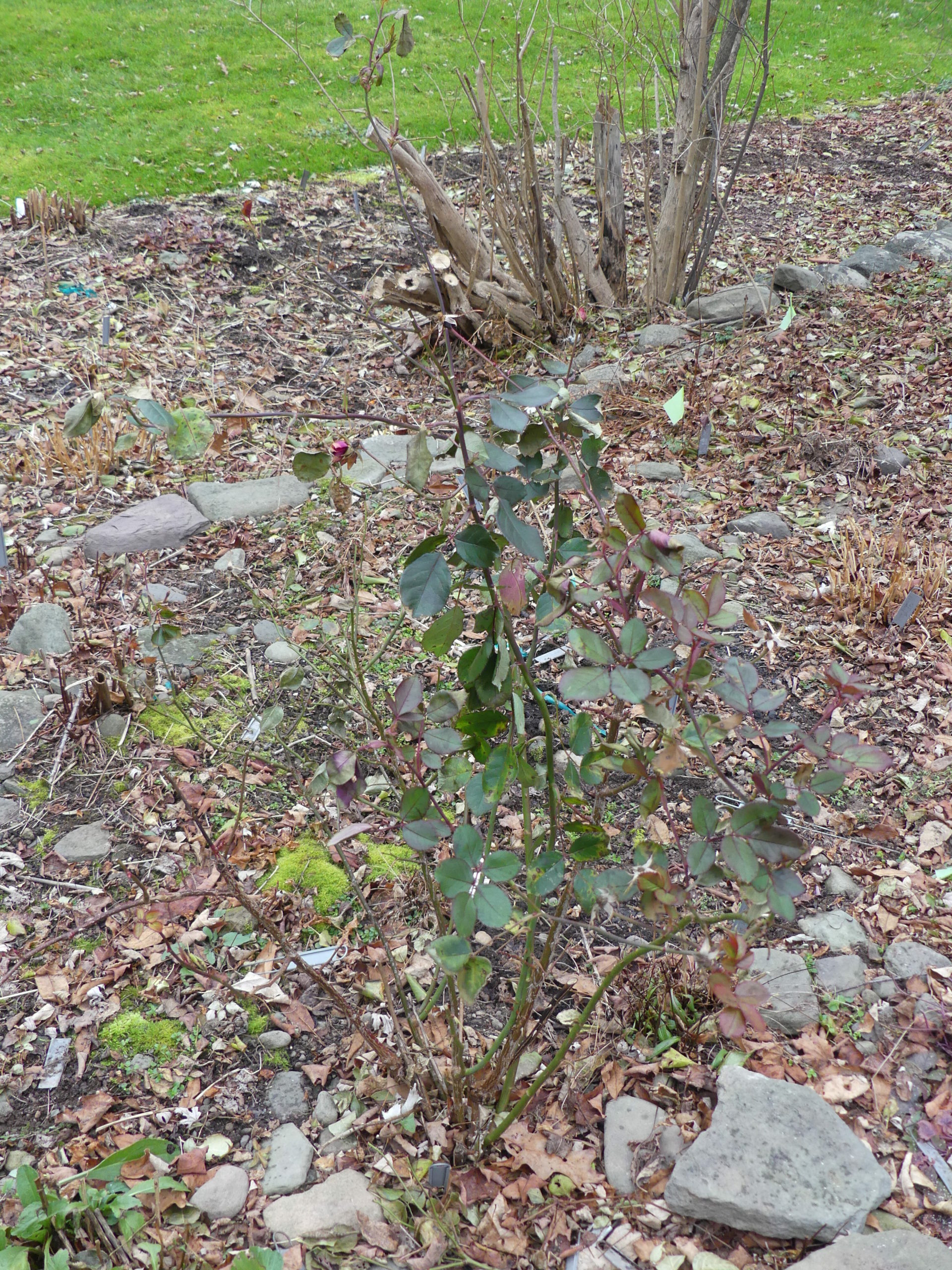 A cold and forlorn looking rose Oso Easy Double Red looks like it needs to be neatened up for the winter. Resist the temptation to prune roses back, though, as this is a late-winter or early-spring job. 