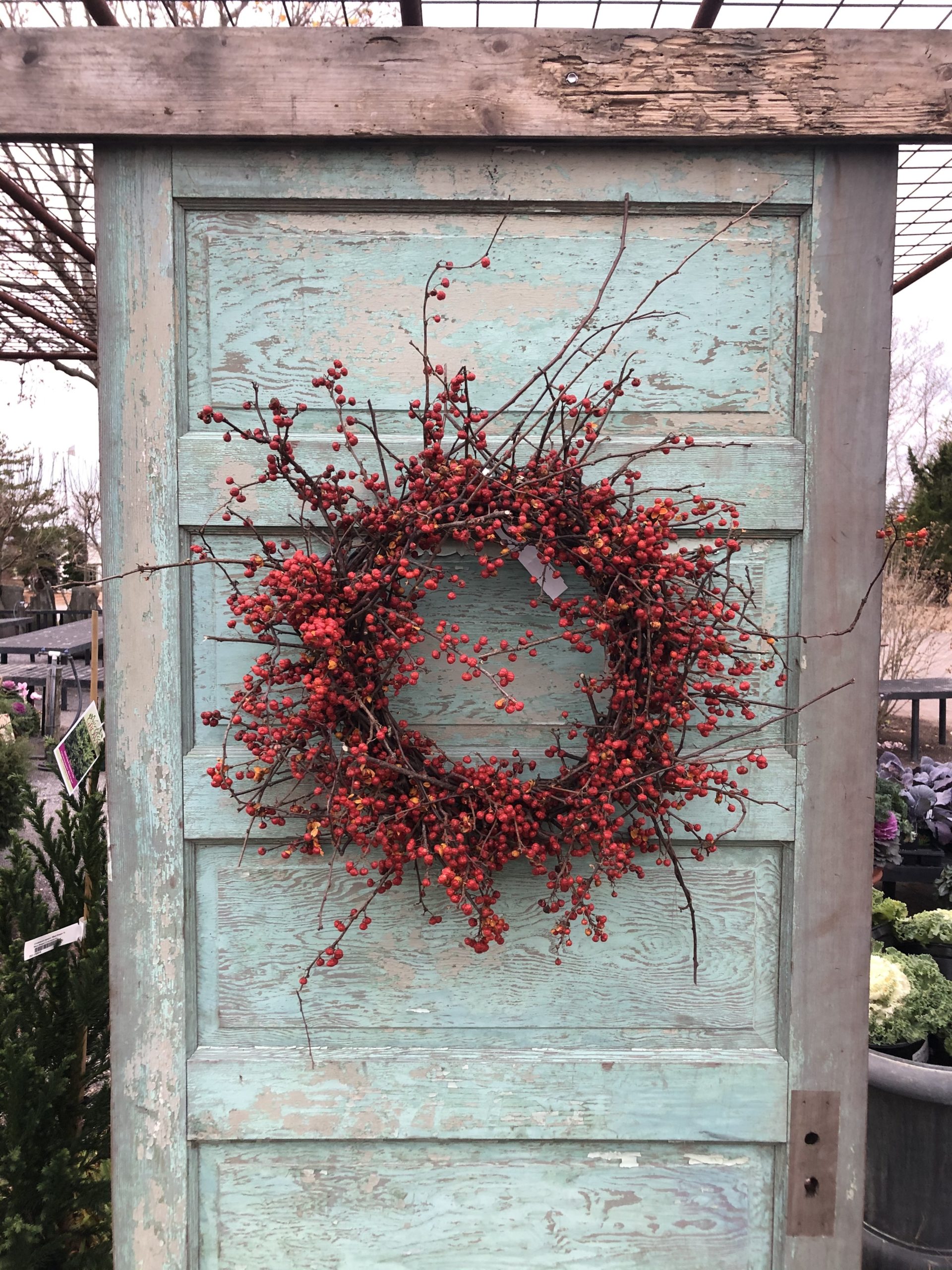 Bittersweet is an invasive vine, but it can make a beautiful wreath as Marders proves.