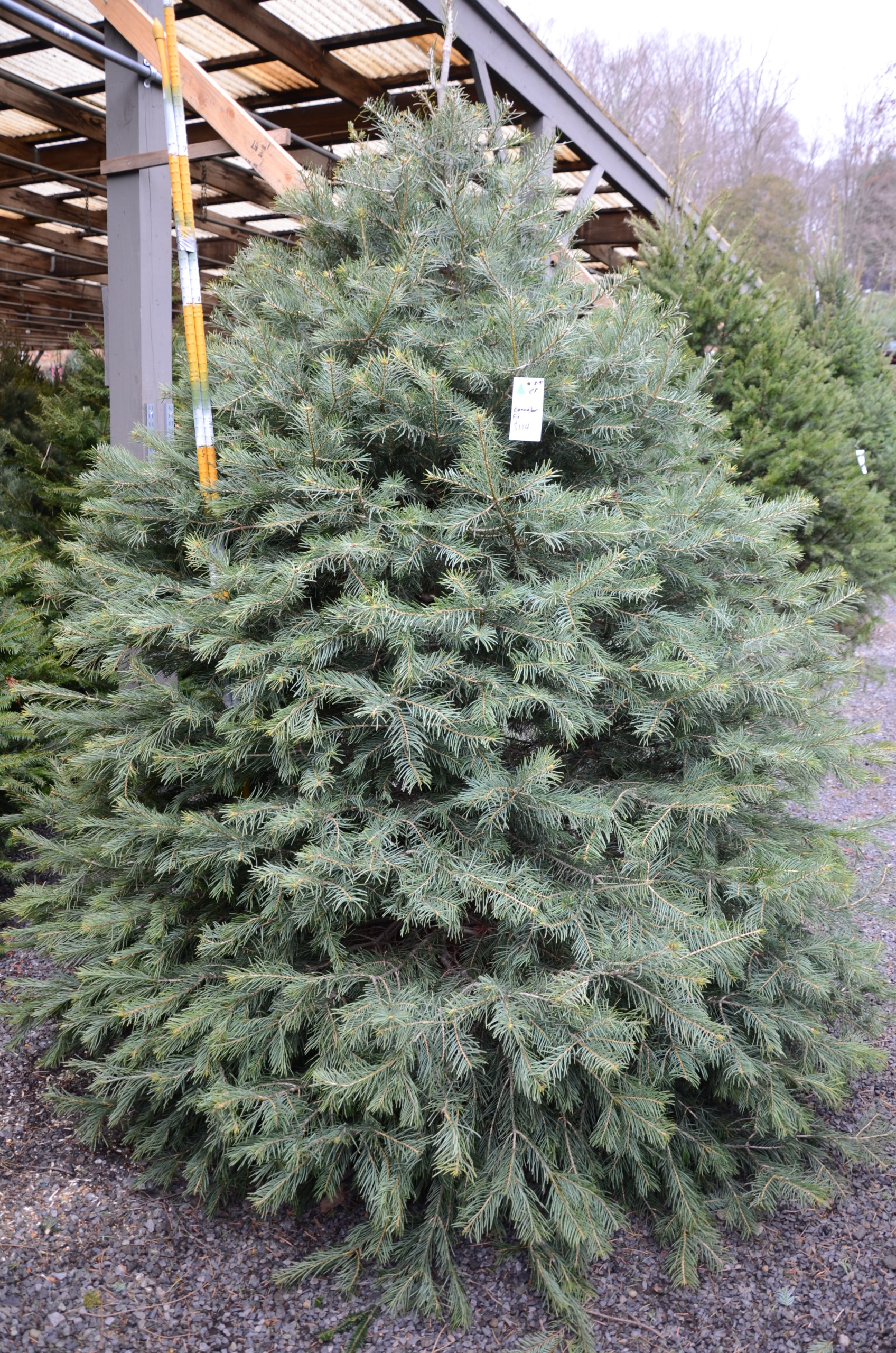 Concolor fir. This tree has an interesting scent and the needle color offers some new opportunities if you’re interested in a change from the traditional green.