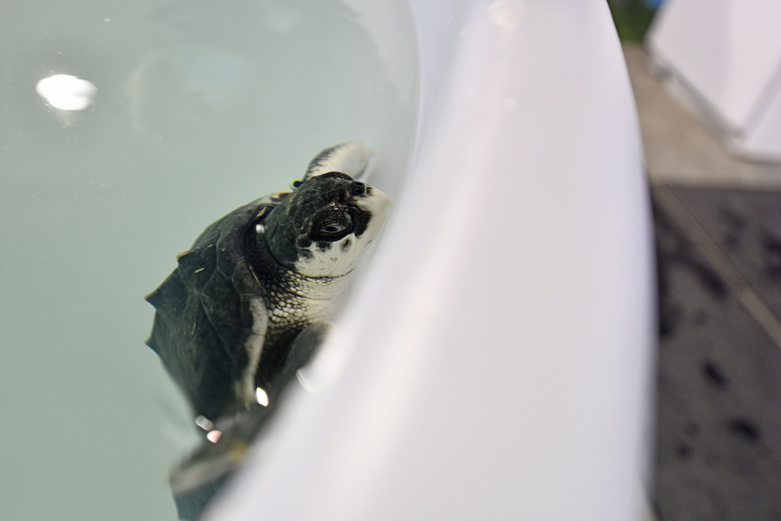 One the cold stunned Kemp's ridley sea turtles residing at Atlantic Marine Conservation Society. DANA SHAW