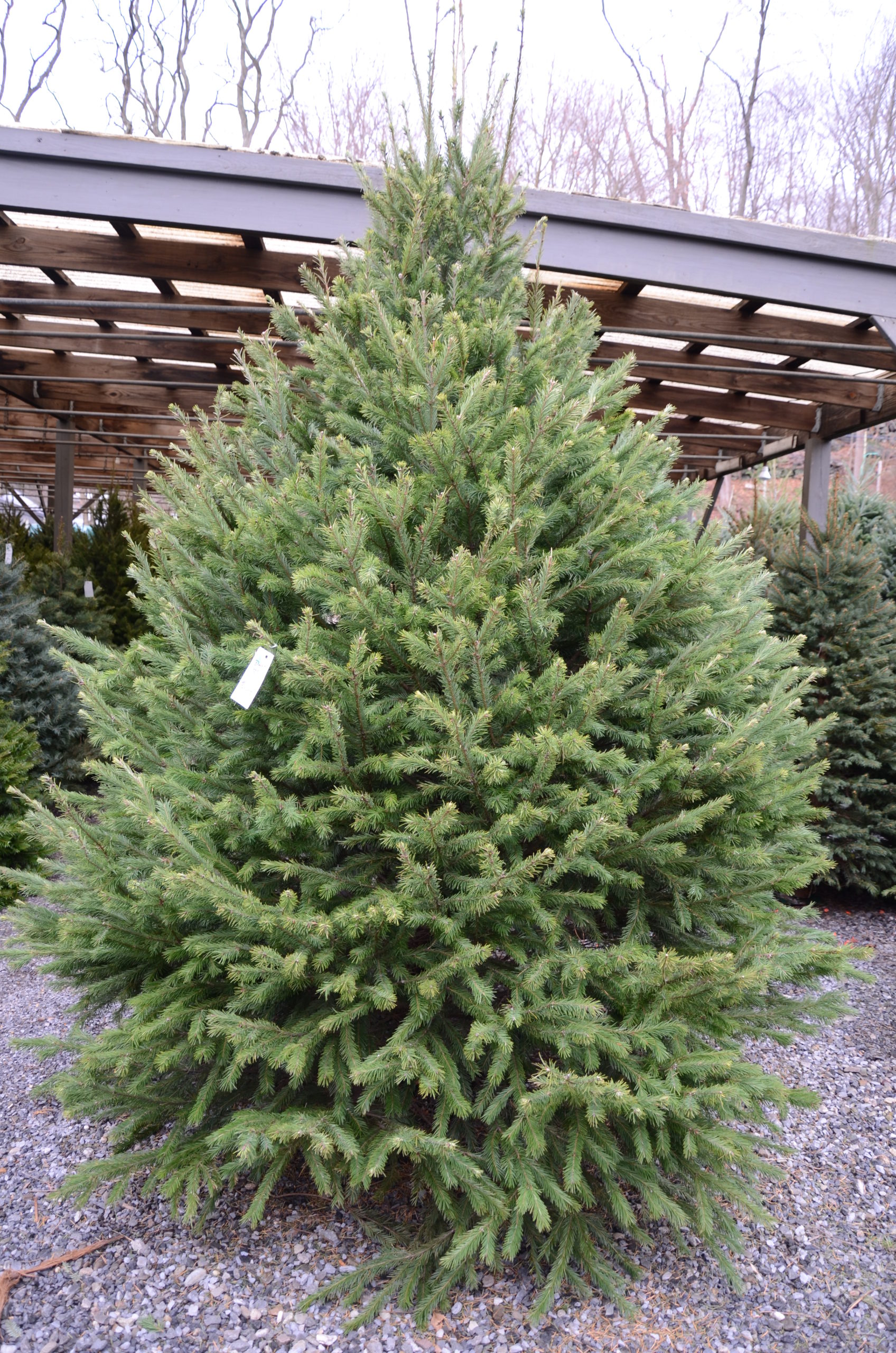 Christmas trees should be full and lush from tip to base. They can be 