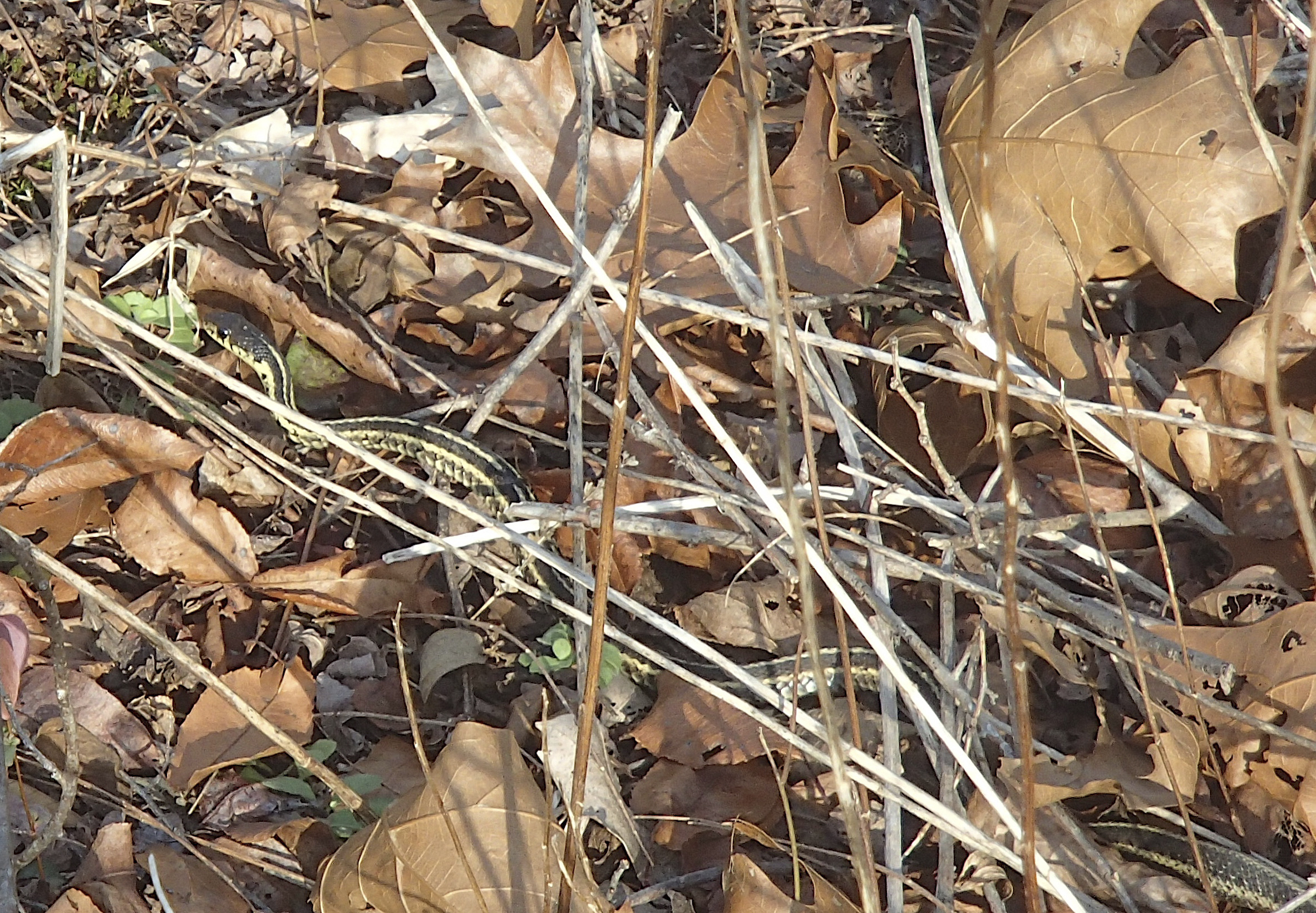 Sharp-eyed naturalist Jennifer Murray spotted this Garter Snake basking in the midday sun last Friday.  MIKE BOTTINI