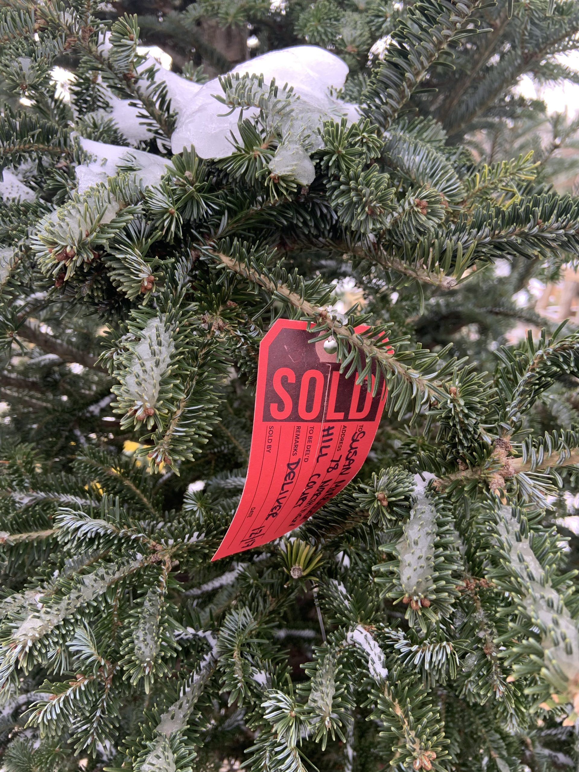 If you were lucky enough to see a Christmas tree the week before the holiday, it probably had a sold tag on it like this specimen at Serene Green in Noyac. STEPHEN J. KOTZ