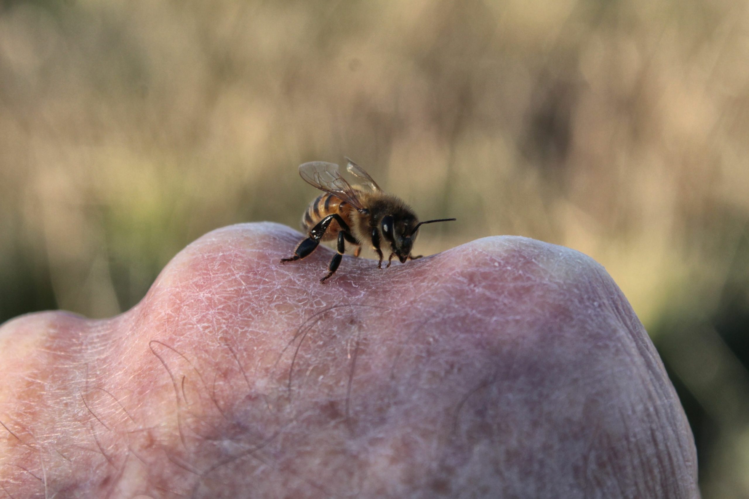 A resident bee from one of the Parrish Art Museum's hives.