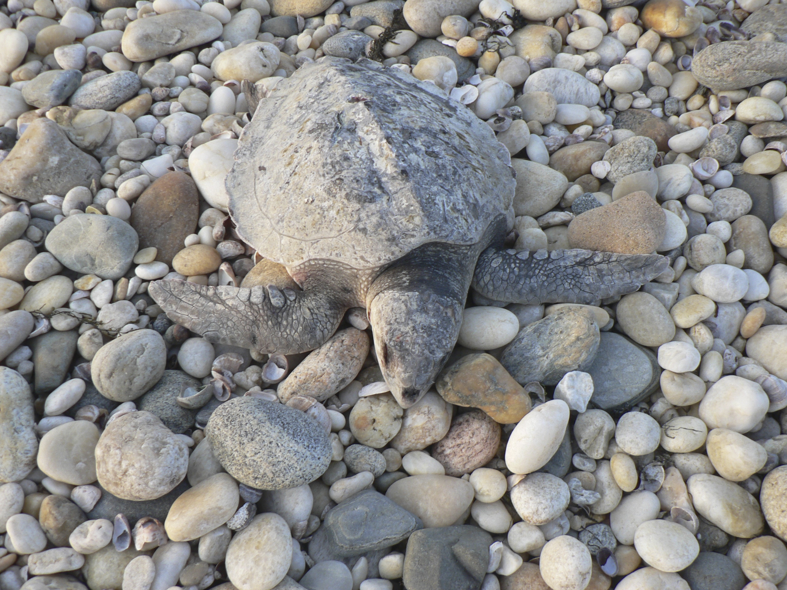 A cold-stunned sea turtle that didn’t make it.  
 JIM MONACO