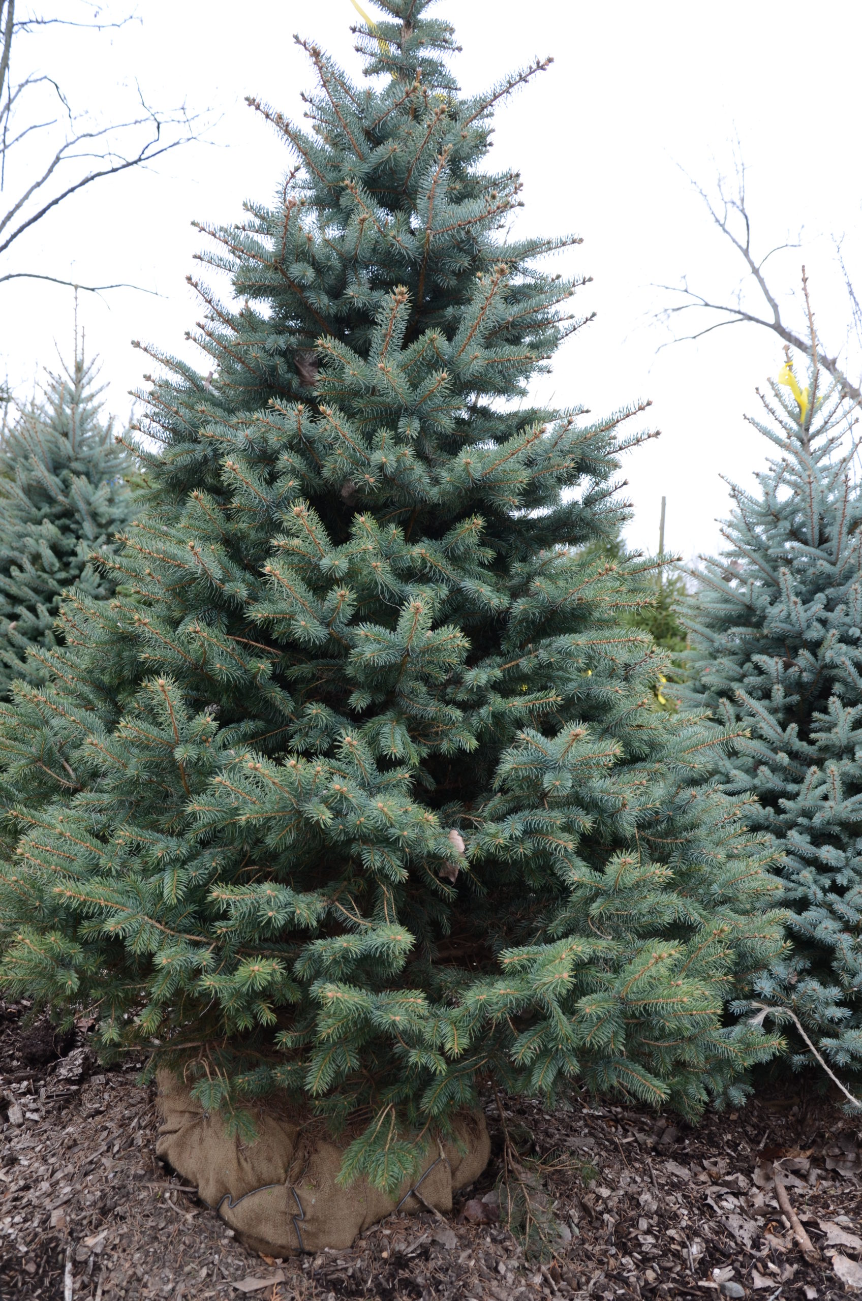 Blue spruce. Not often found as a Christmas tree but they are available as balled and burlapped trees. Blue spruces are not as common as other spruces on the East End as salt spray can wash out their bluish hue.