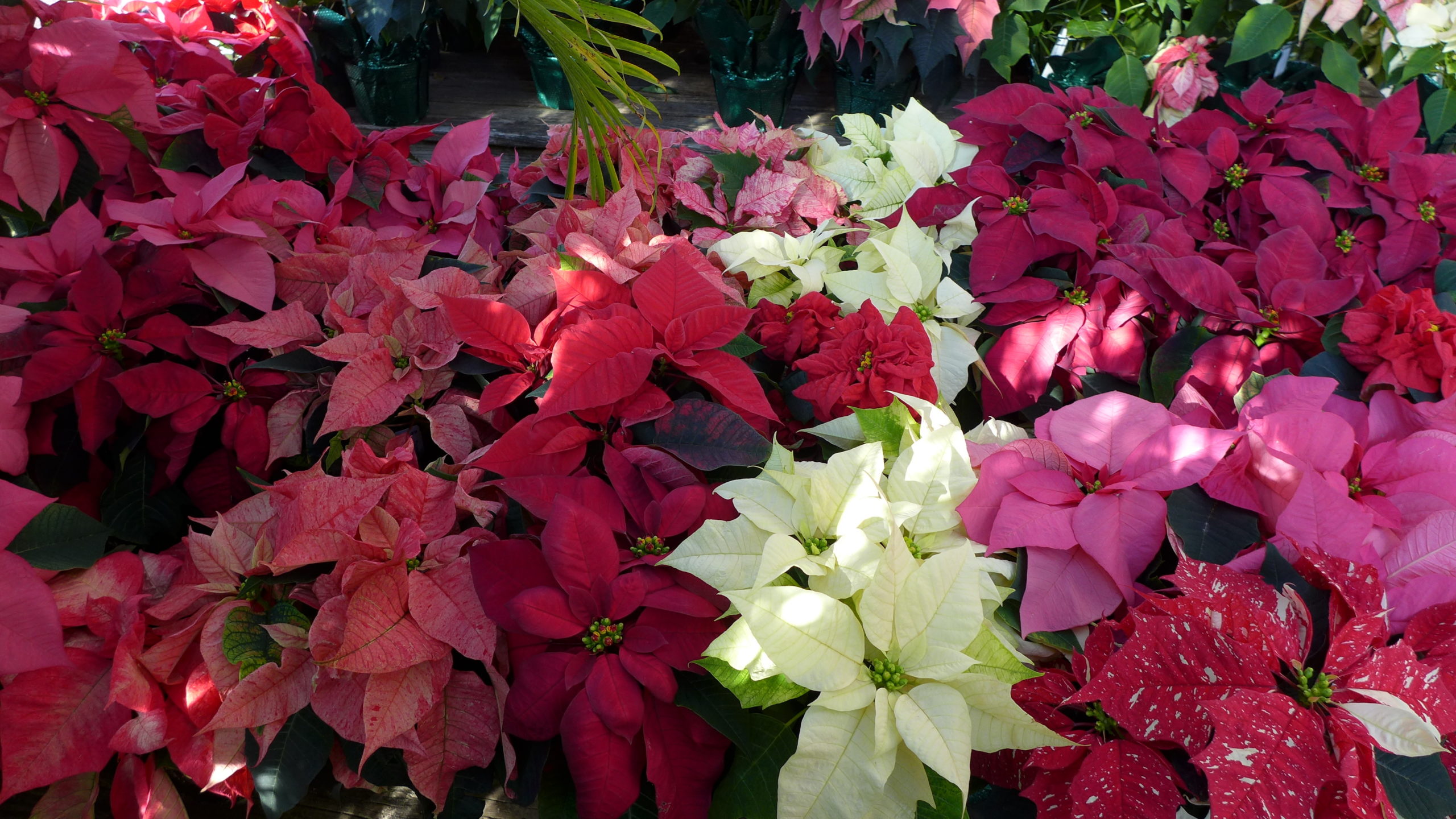 Each of these poinsettias has colored 
