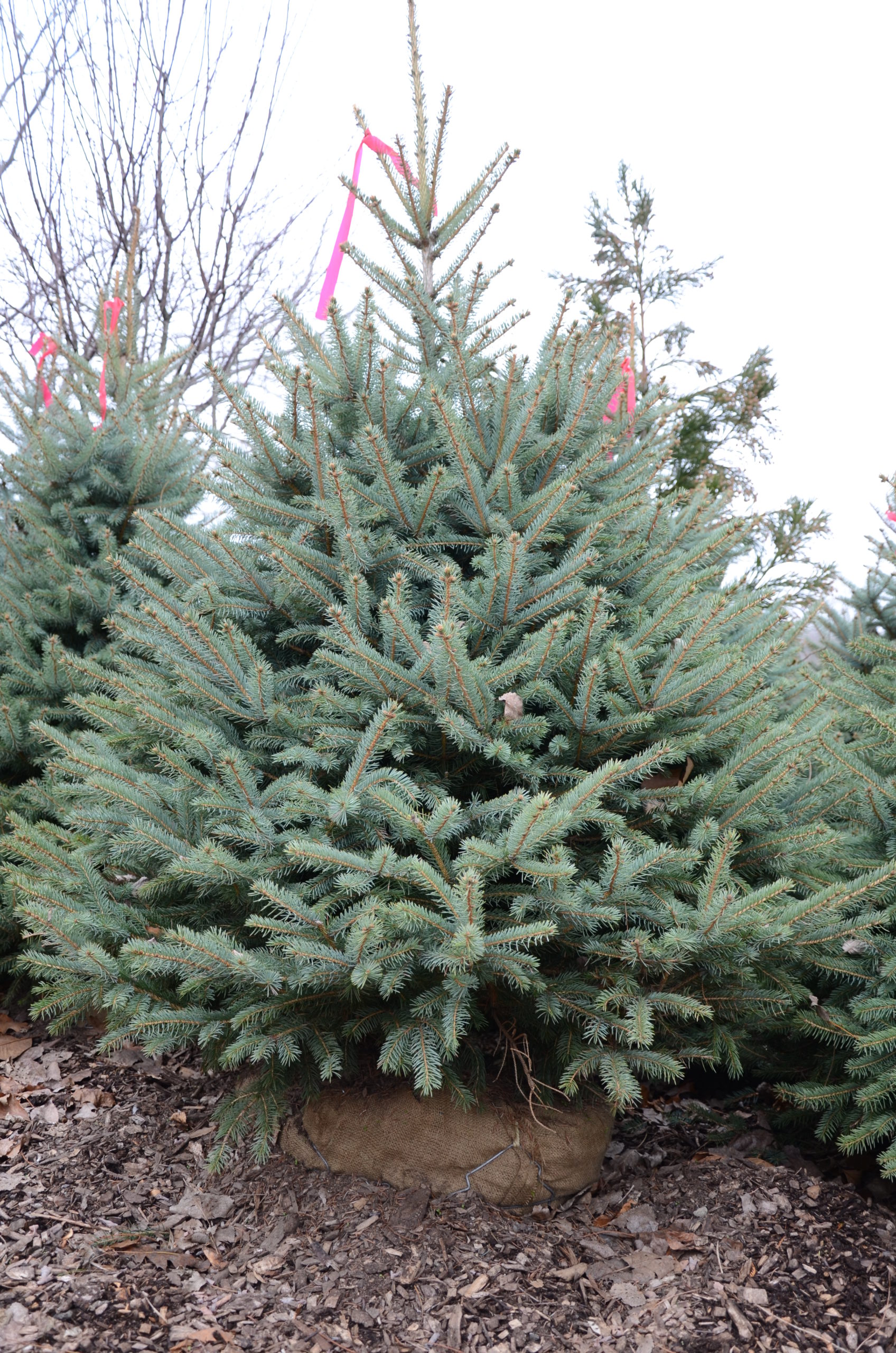 A balled and burlapped (B&B) Christmas tree. These tend to be much larger that the container trees, and it can be a challenge getting them indoors. But after Christmas they get planted outdoors. For some, this is a holiday tradition.
