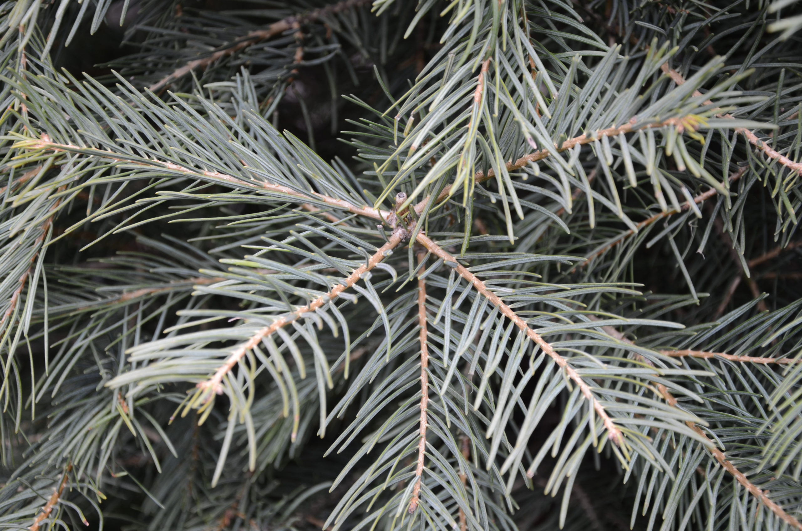 Concolor fir stem. Native to the western part of the country. The needles have a pleasant citrus scent often described as smelling like lemon or orange.