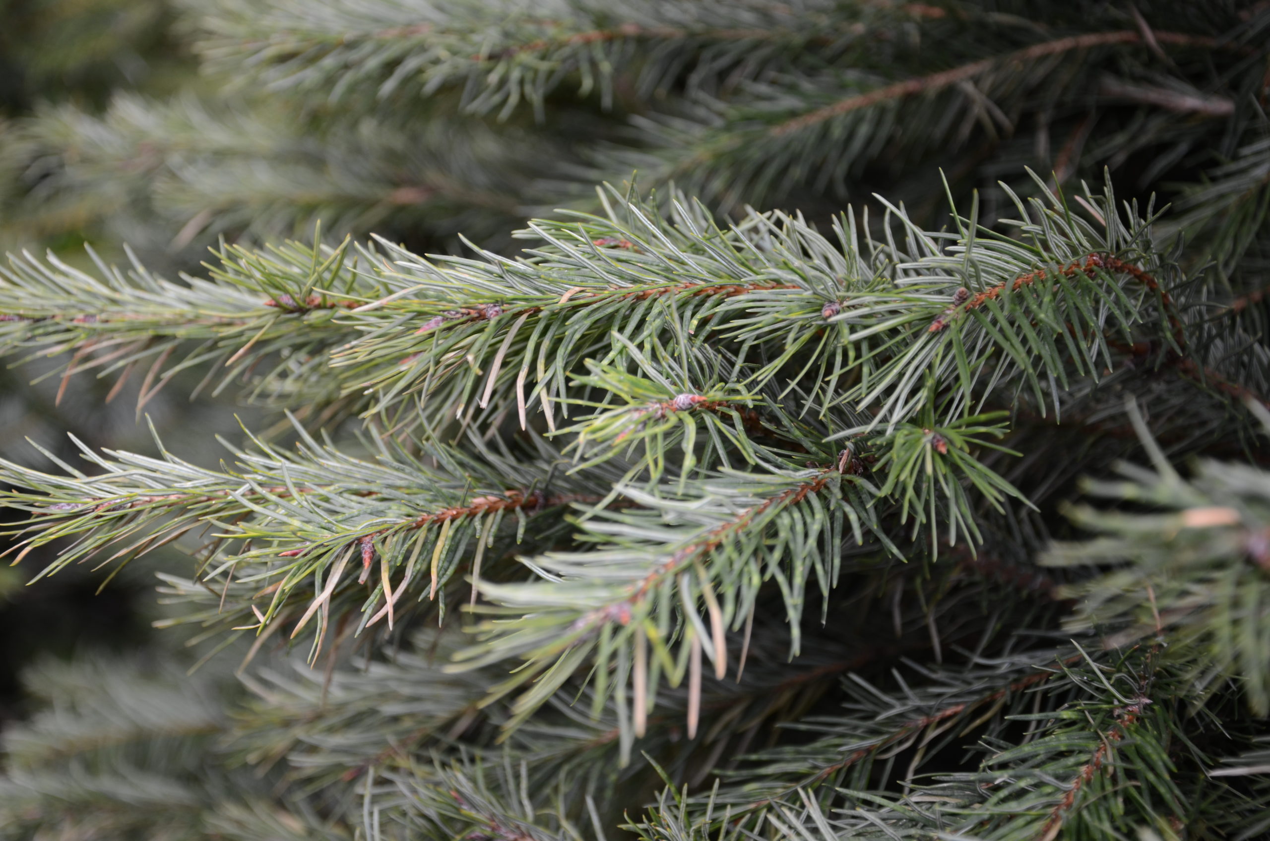 Douglas fir stem. This fir is also native to the western part of the country. Its needles have a classic Christmas tree scent that’s described as inviting and refreshing. An essential oil is made from it.