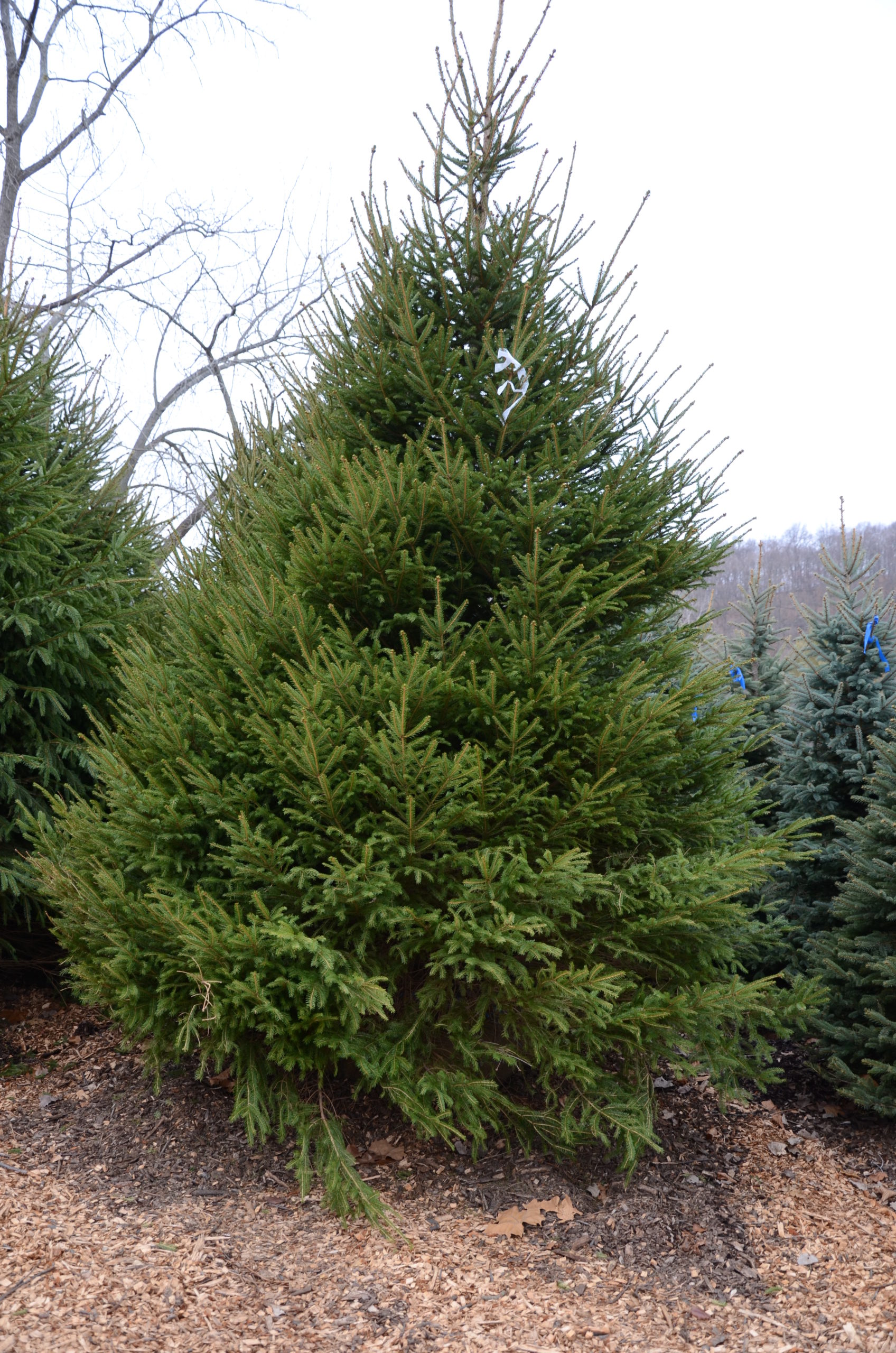 Fraser fir. This fir has a somewhat open habit, making it a good choice for lots of decorations and ornaments.