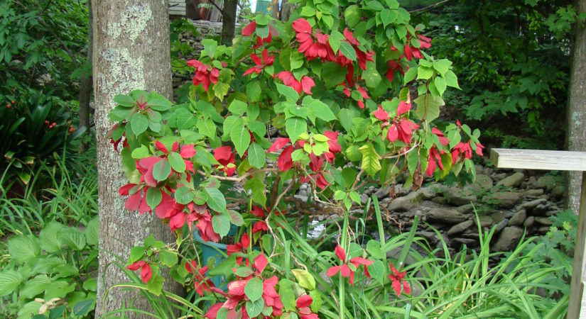 how-to-get-poinsettias-to-rebloom-27-east