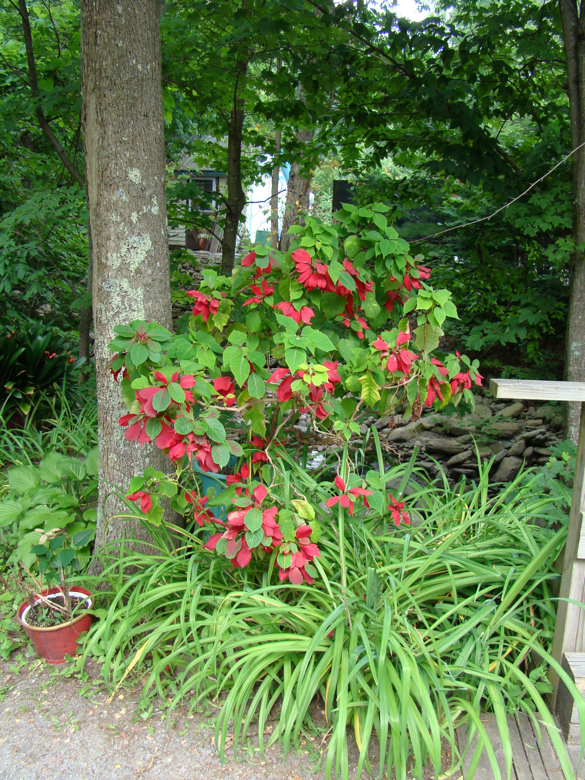 Poinsettias in a local garden in July. This plant would not be a good 