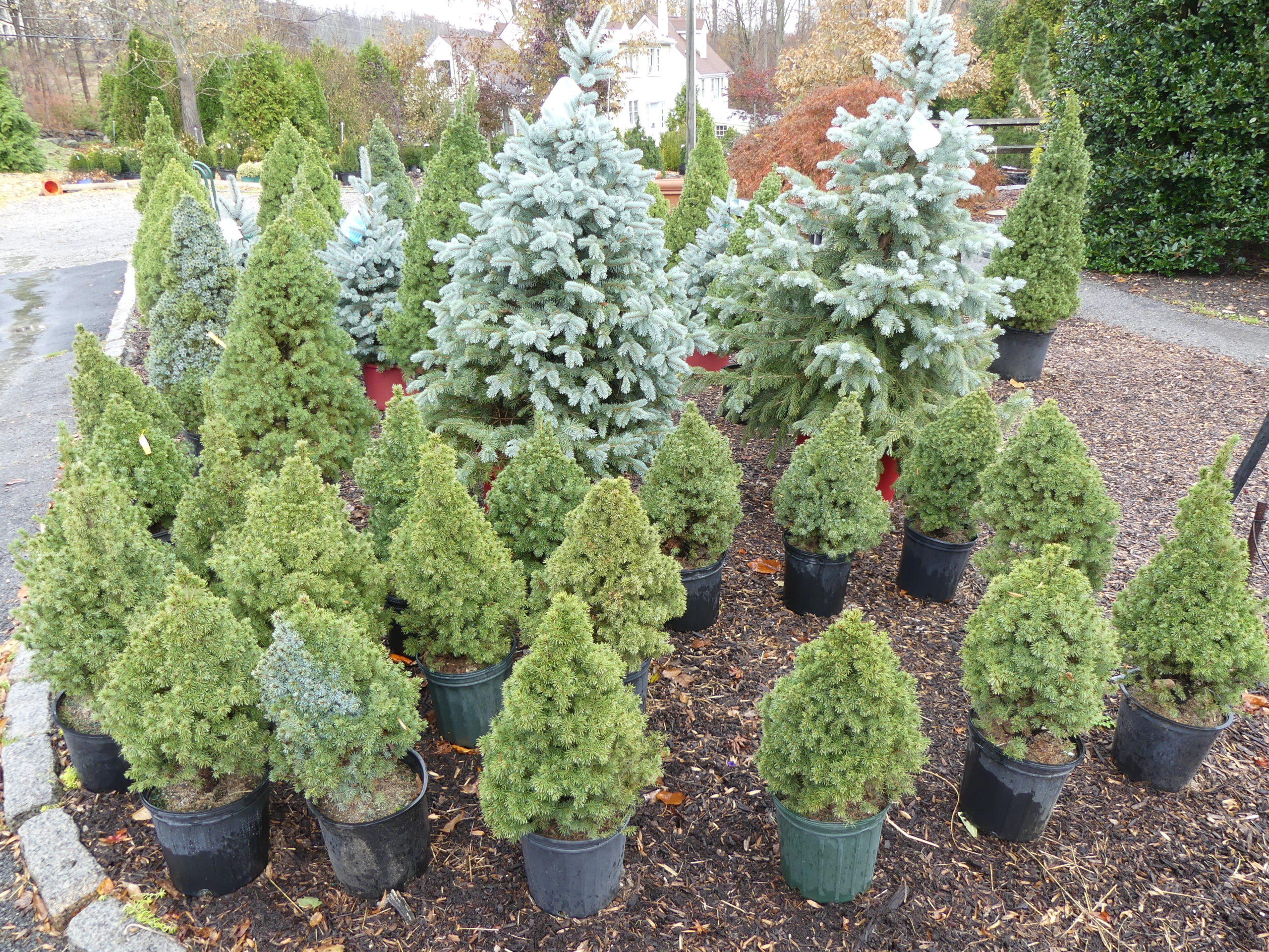 Potted or containerized Christmas trees are popular now because they can be used indoors for several days then planted out in the landscape. Just like cut trees, they need to be watered indoors and out.