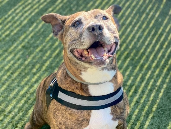 Thirteen year old Pupstar has been a shelter dog for five years.
COURTESY SASF