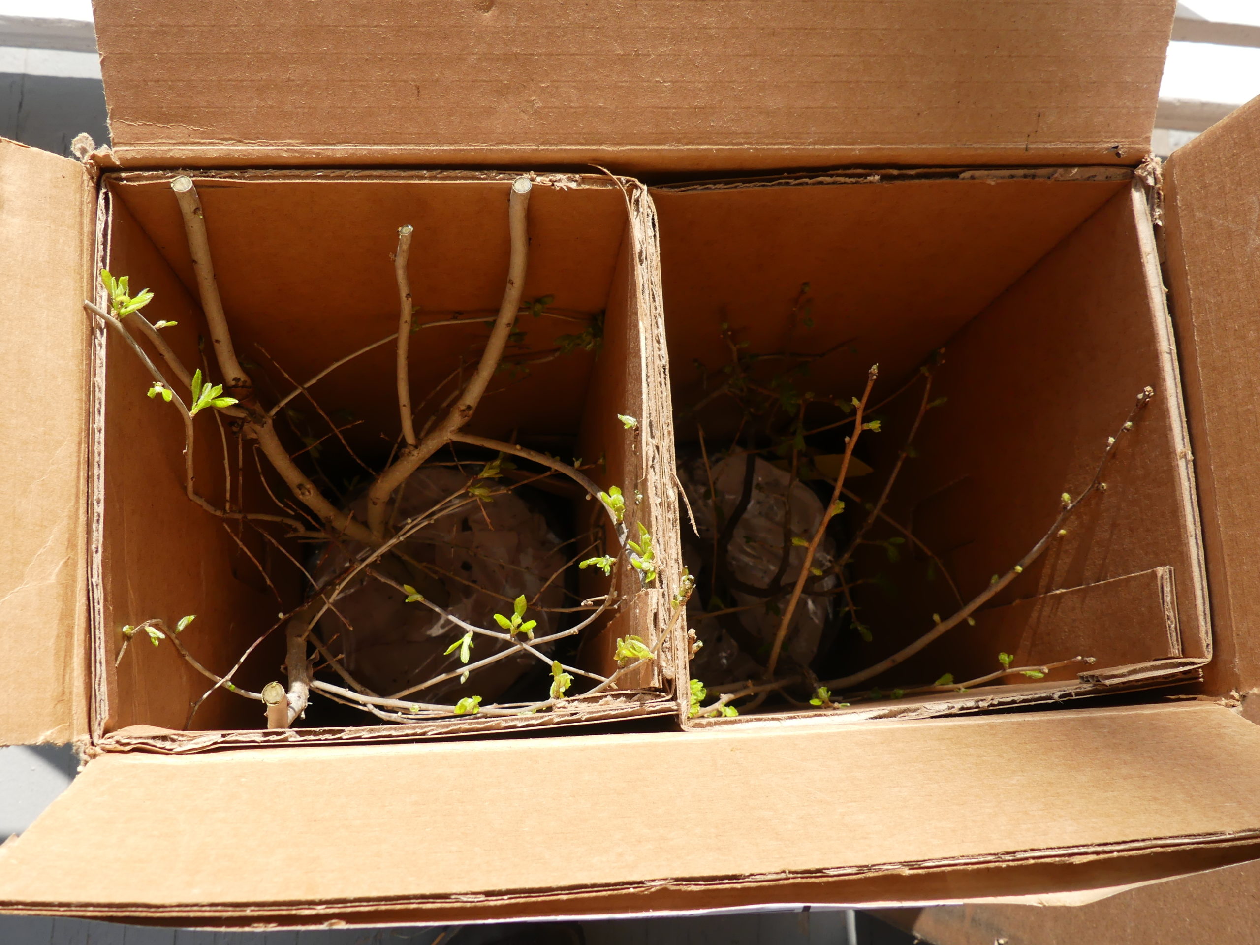 # 637  Two Ilex verticillata with cardboard sleeves inserted into an outer box for shipping.  These one gallon potted plants arrived in perfect shape just coming out of dormancy.  Unboxed, hardened off then planted these winterberries flowered and fruited just months after their arrival and planting.