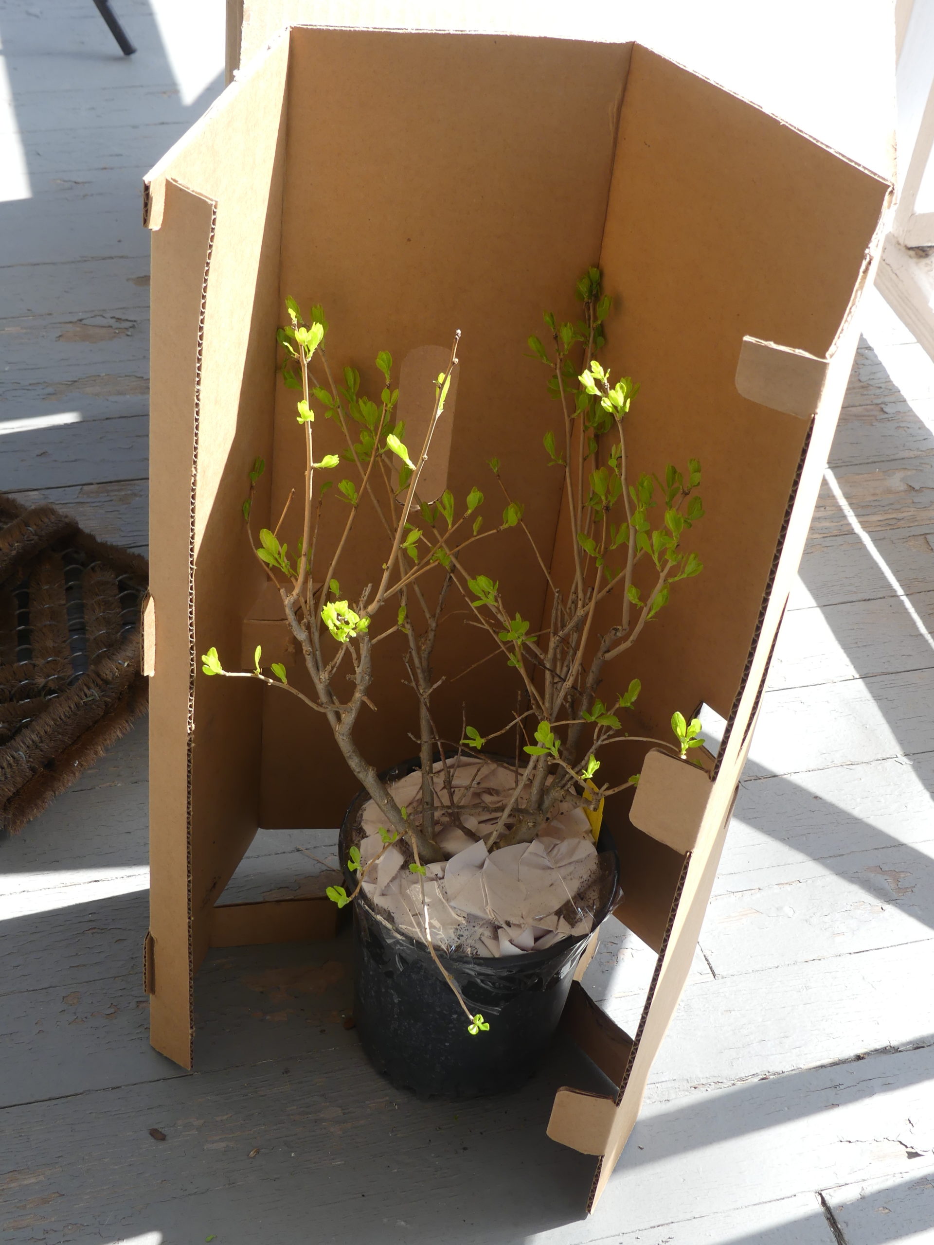 Even fairly large plants like this Ilex verticillata can be shipped by UPS and FedEx. (UPS is always my choice.) This plant is in a 1.5-gallon pot and was about 2 feet tall.  It gets put in a protective cardboard sleeve, seen here, then it goes into an outer shipping box.  Paper put on top of the soil then taped to the pot edge prevents soil loss during shipping.