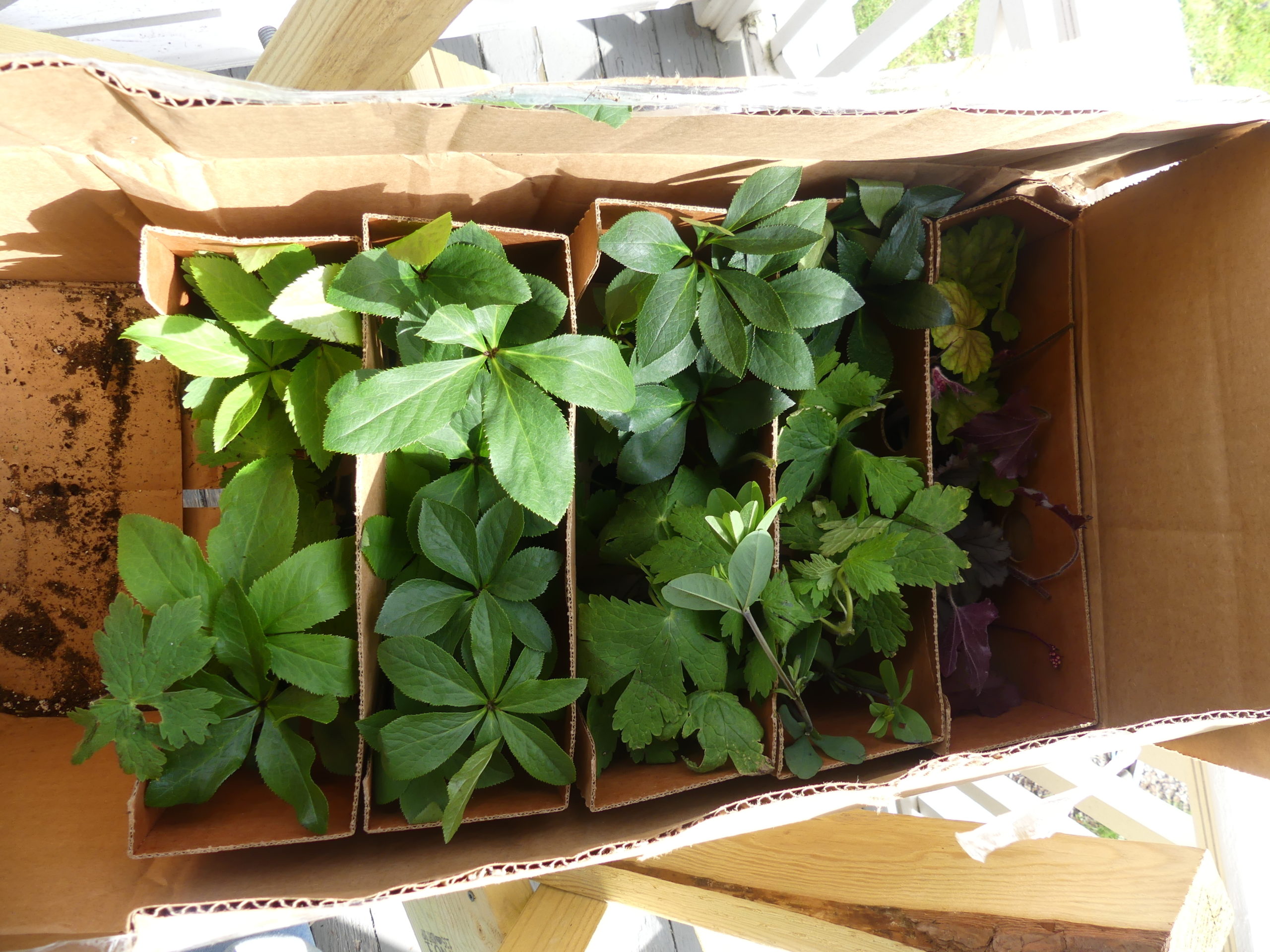 An unboxing of plants received from Bluestone Perennials. This box contains Heucheras and hellebores. As many as 24 coir pots can fit in a box, 4 in a cardboard sleeve that’s then put into a shipping box. There is little to no soil loss and the plants always look great on arrival.