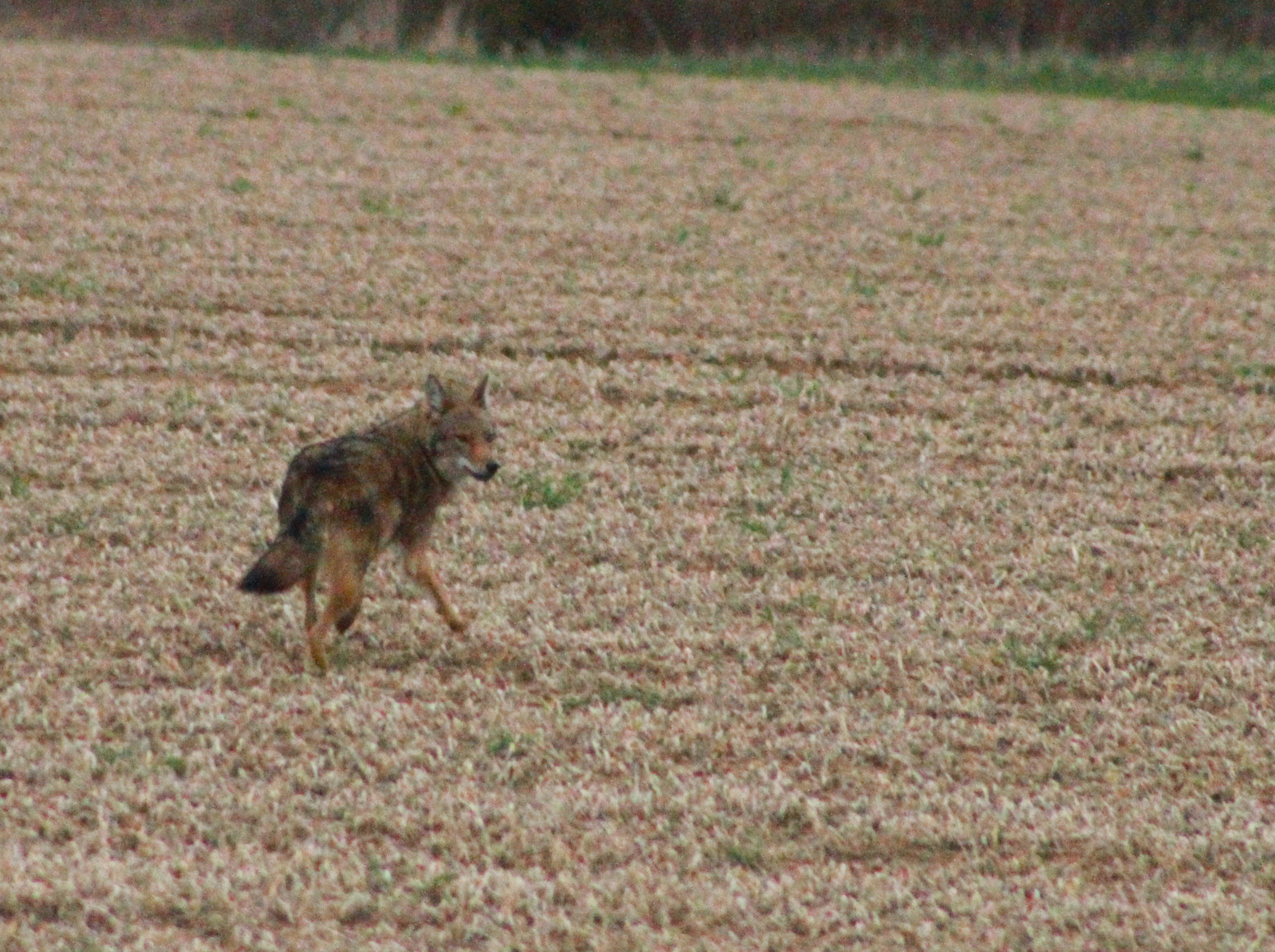 A coyote crossing a Sagaponack field in March 2014.