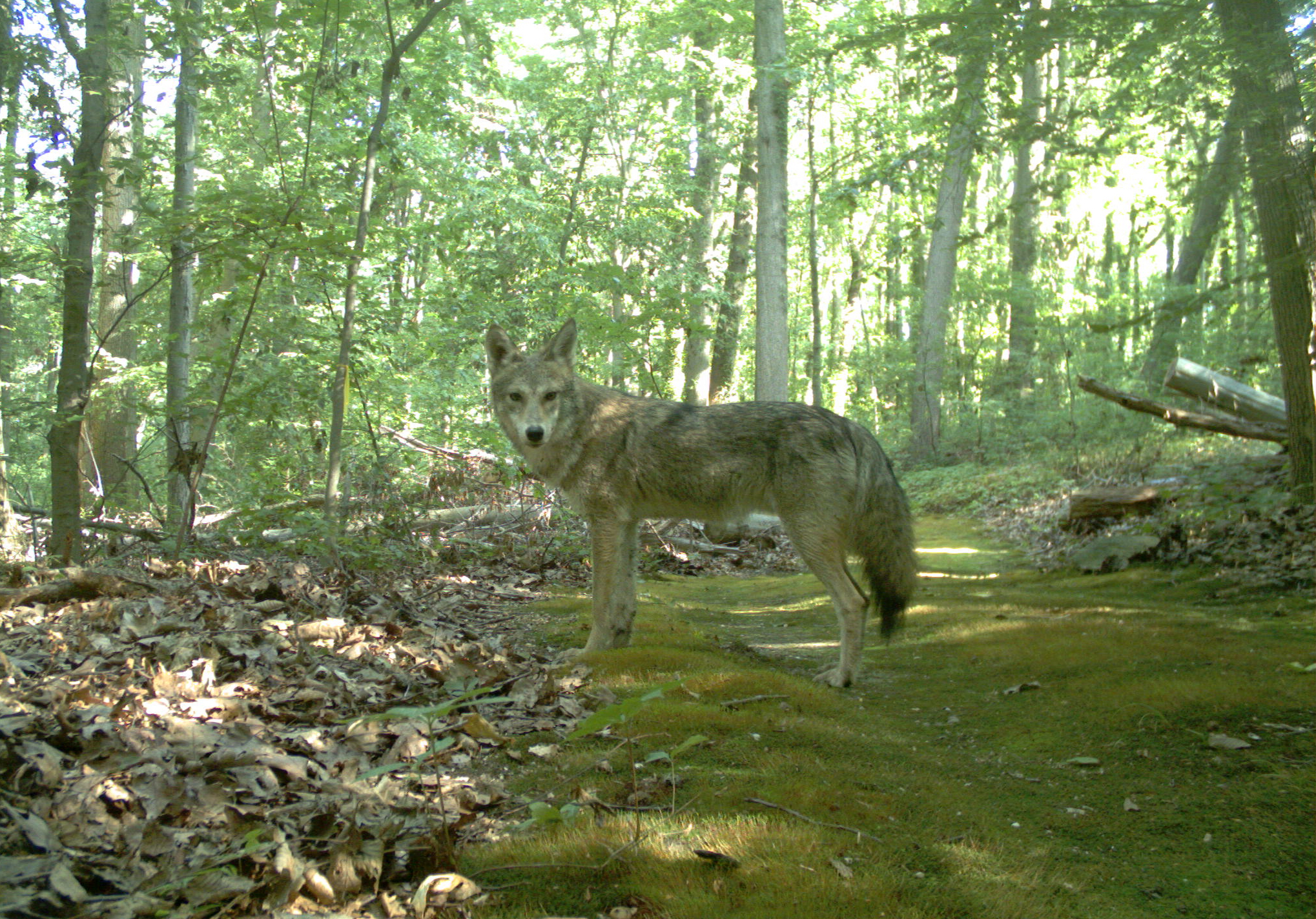 A coyote photographed in Nassau County in 2020.